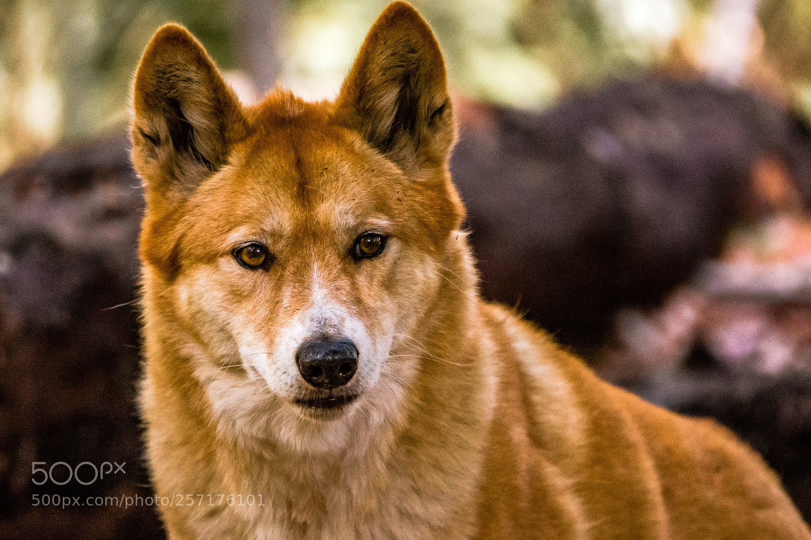 Nikon D7200 sample photo. Majestic iii photography