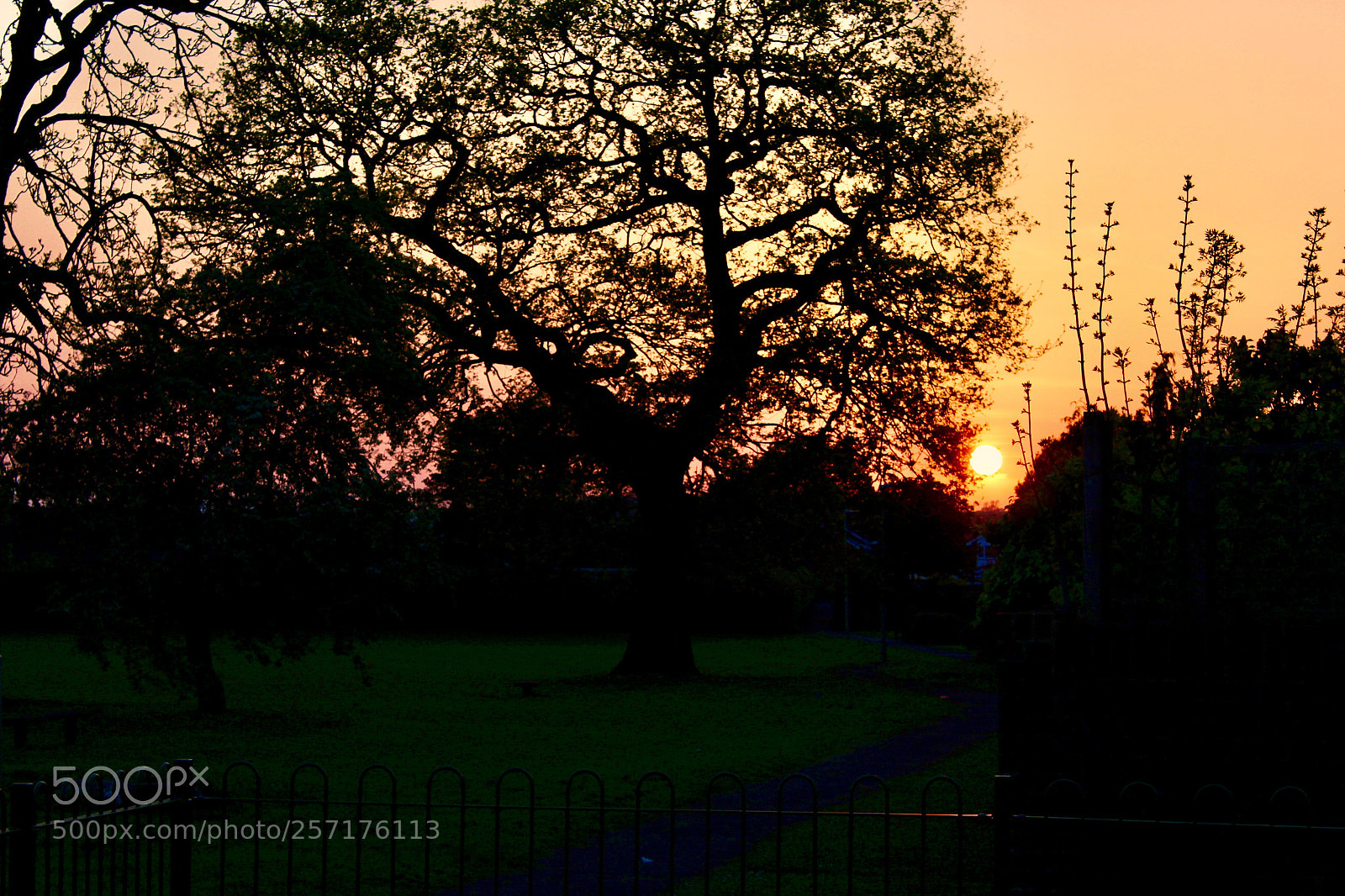 Canon EOS 1300D (EOS Rebel T6 / EOS Kiss X80) sample photo. ~little sunset photography