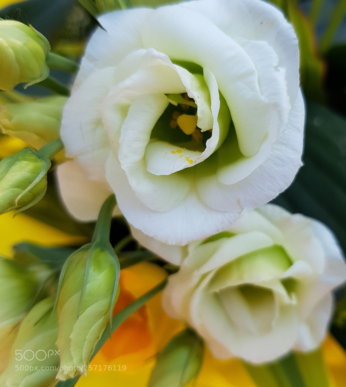 Samsung Galaxy S8 sample photo. Beauty and its buds. photography
