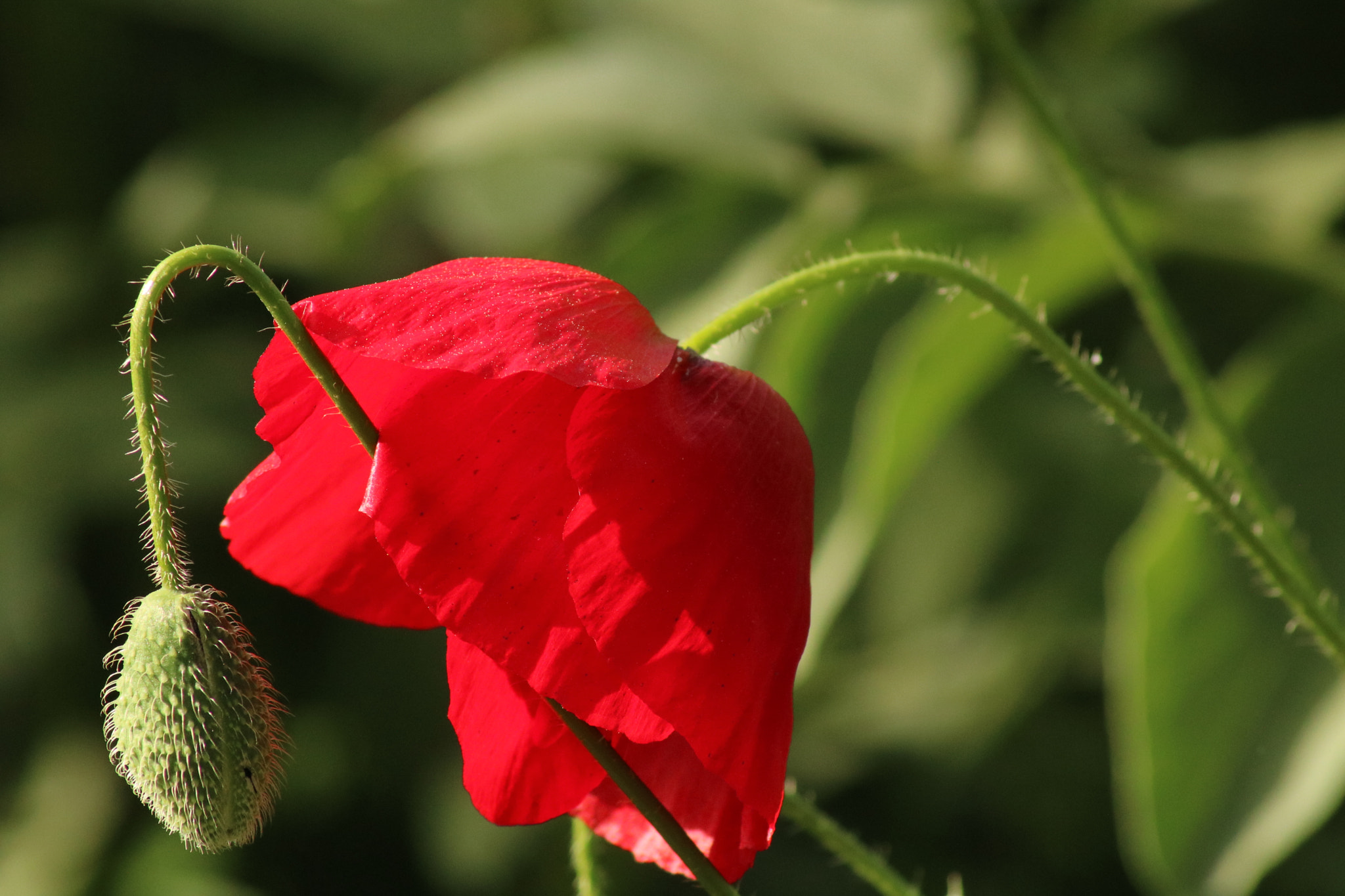 Canon EOS 750D (EOS Rebel T6i / EOS Kiss X8i) sample photo. Img photography