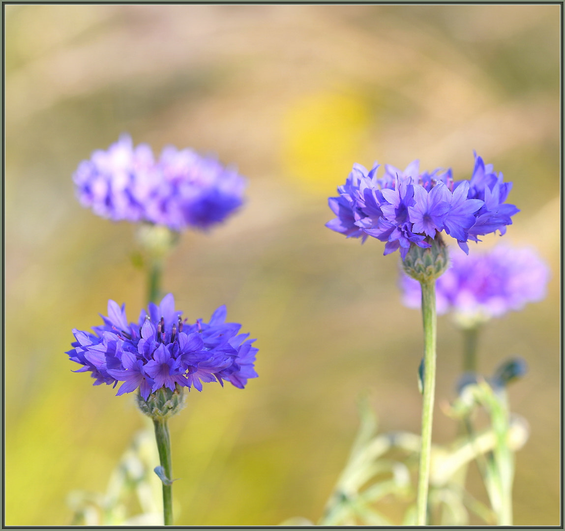 Sigma 105mm F2.8 EX DG OS HSM sample photo. Cool blue cornflowers photography