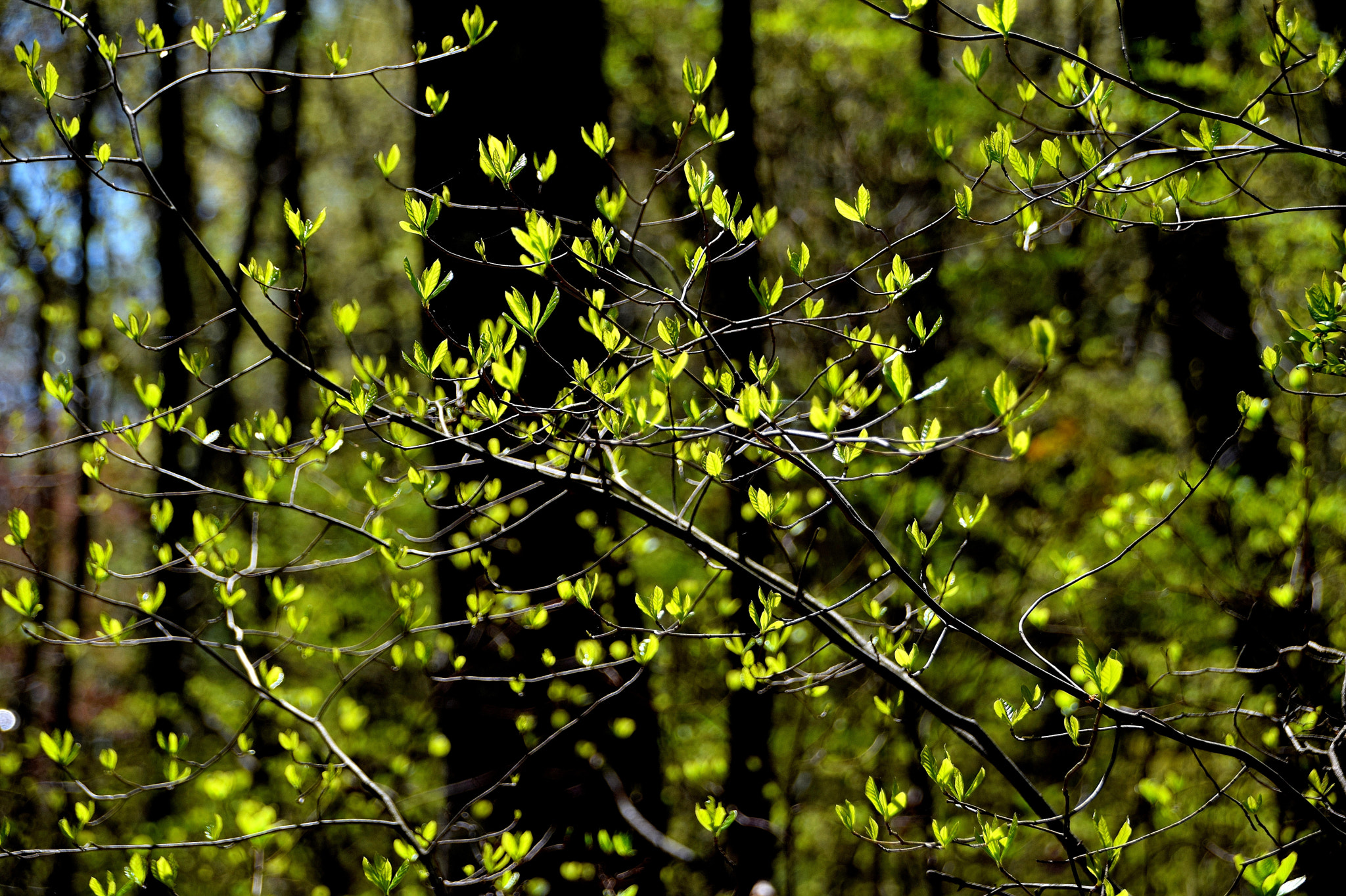 Nikon D5300 + Sigma 18-250mm F3.5-6.3 DC Macro OS HSM sample photo. Spring song photography