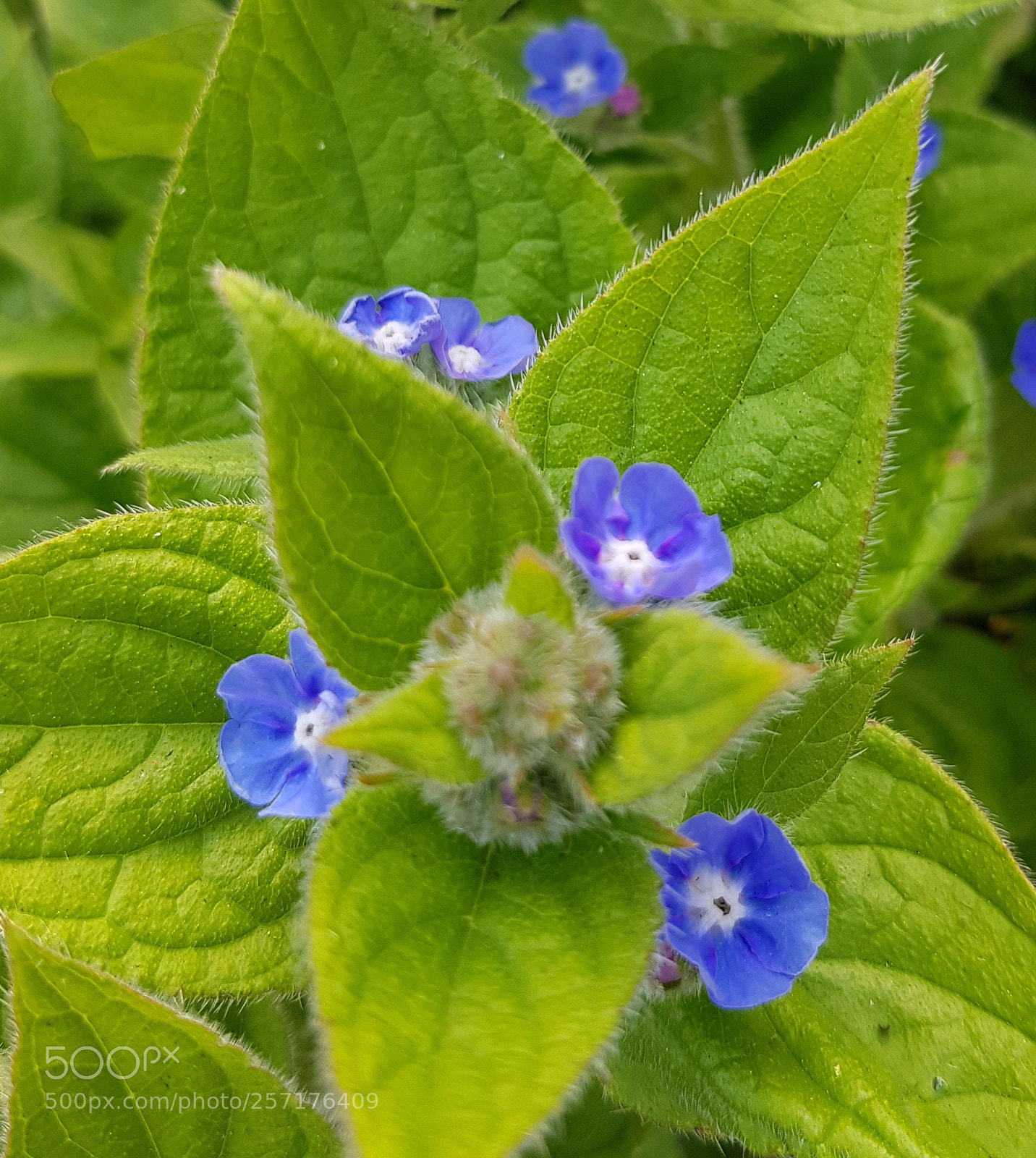 Samsung Galaxy S8 sample photo. Tiny wild flowers. photography