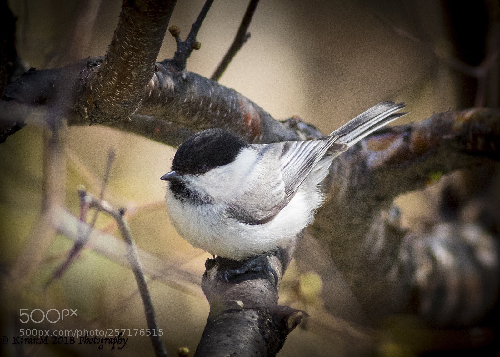 Canon EOS 7D Mark II sample photo. Marsh tit photography