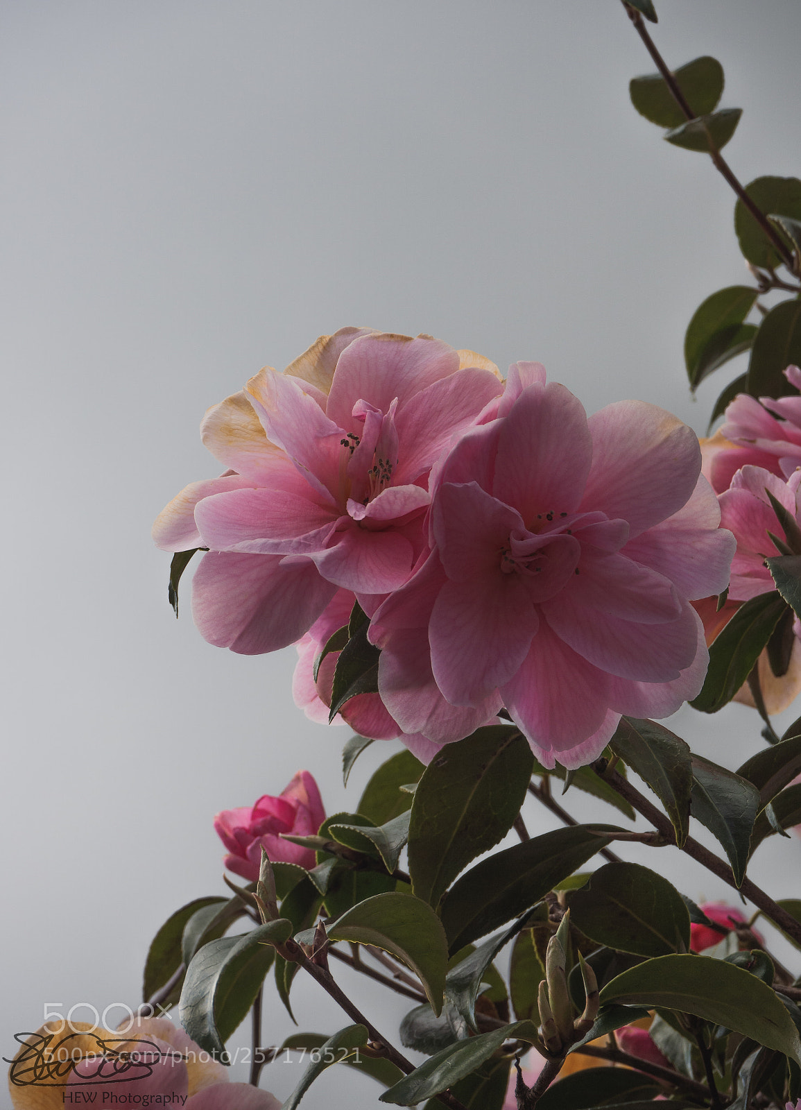 Olympus OM-D E-M10 II sample photo. Grey sky, pink flower.. photography