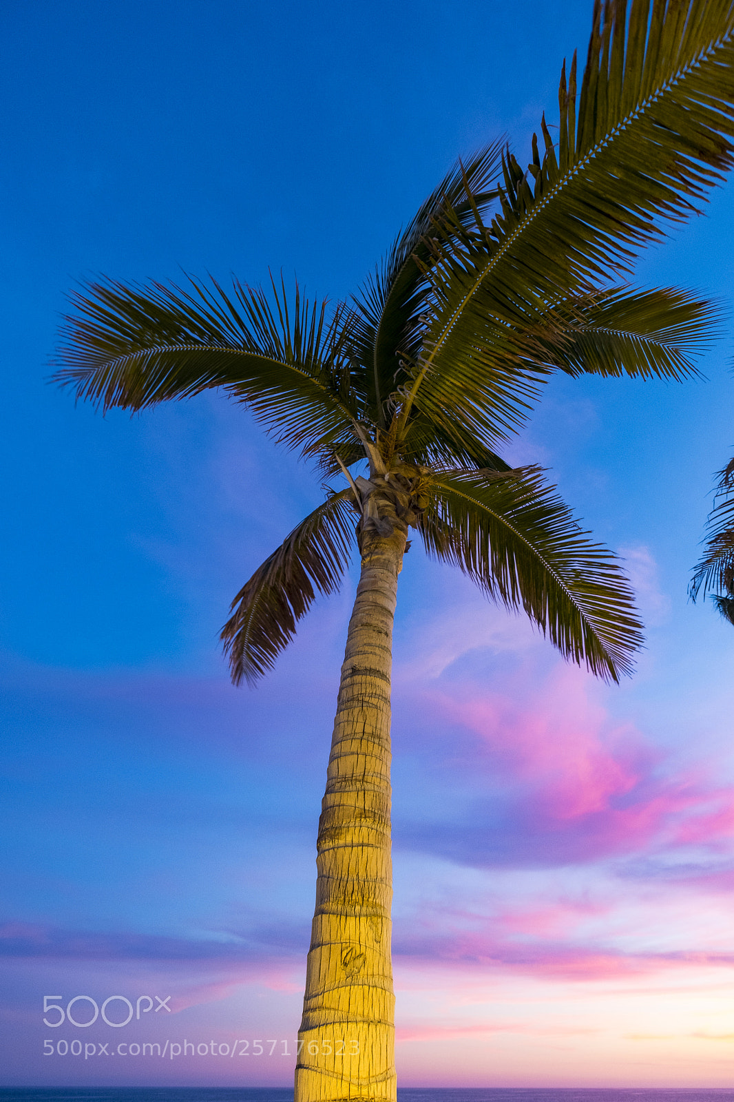 Fujifilm X-T2 sample photo. Palm in baja california photography