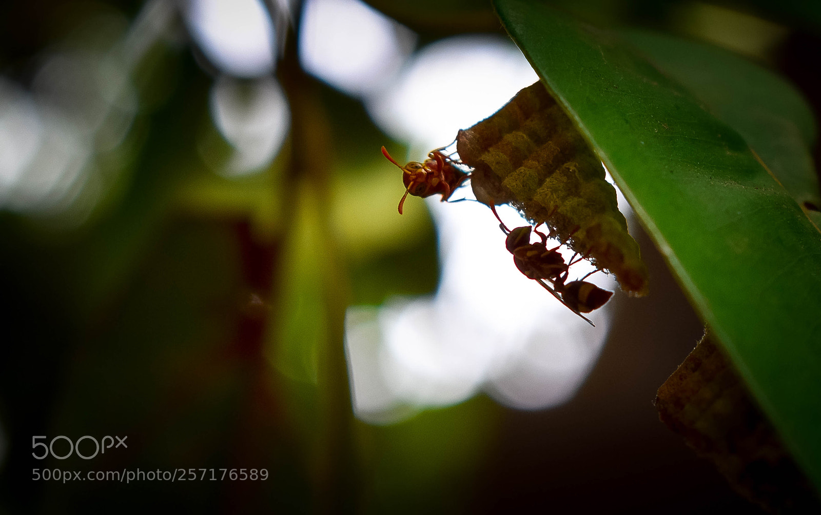 Nikon D5600 sample photo. Ant photography