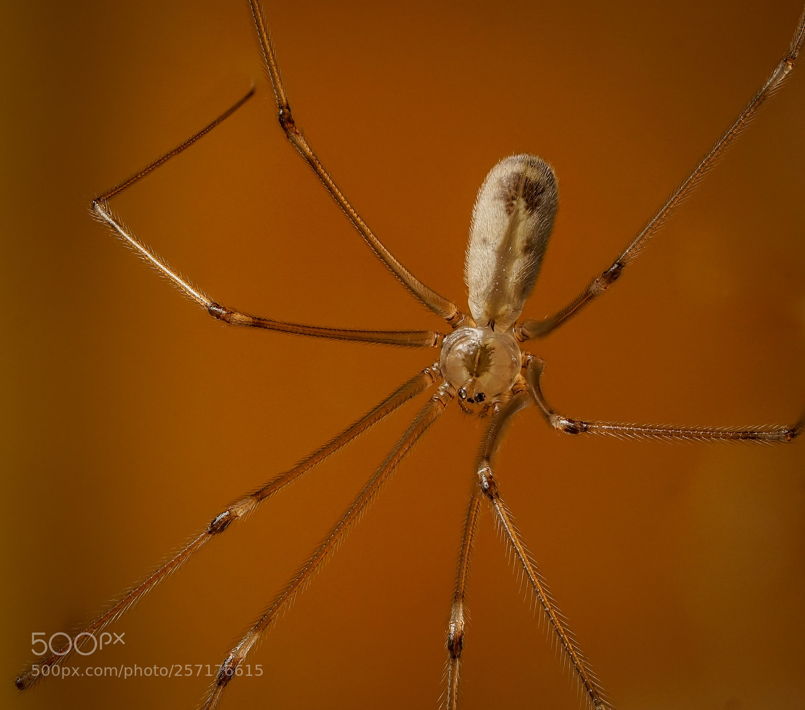 Sony a6000 sample photo. Unknown spider in the photography