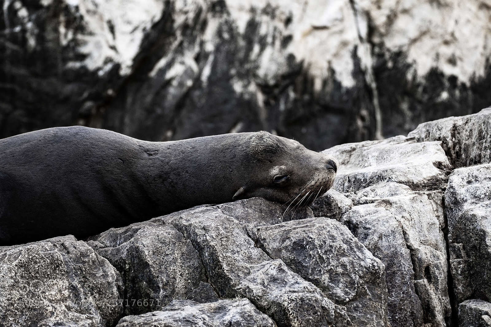Fujifilm X-T10 sample photo. Wildlife in mexico photography