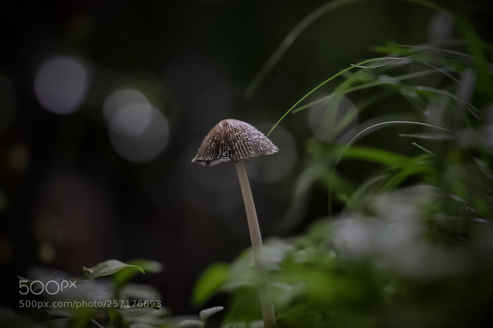 Canon EOS 6D Mark II sample photo. Do you need an photography