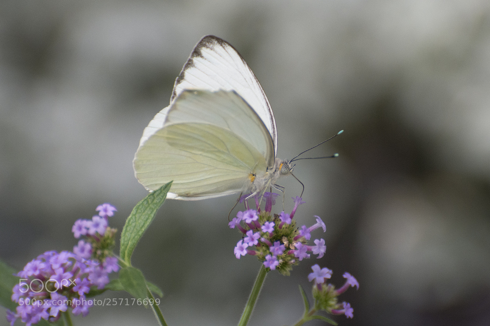 Nikon D7200 sample photo. Butterfly 2018-21 photography
