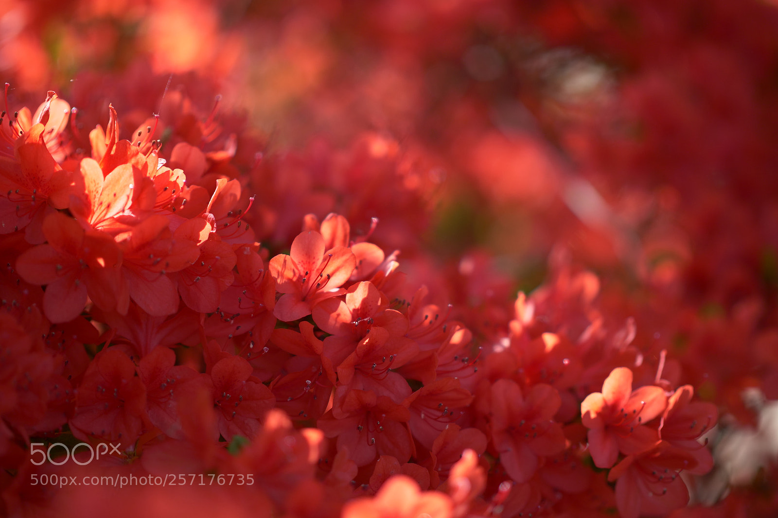 Panasonic Lumix DC-G9 sample photo. Kirishima azalea #03 photography