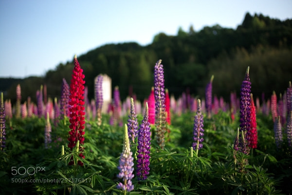 Leica M (Typ 240) sample photo. Lupi photography