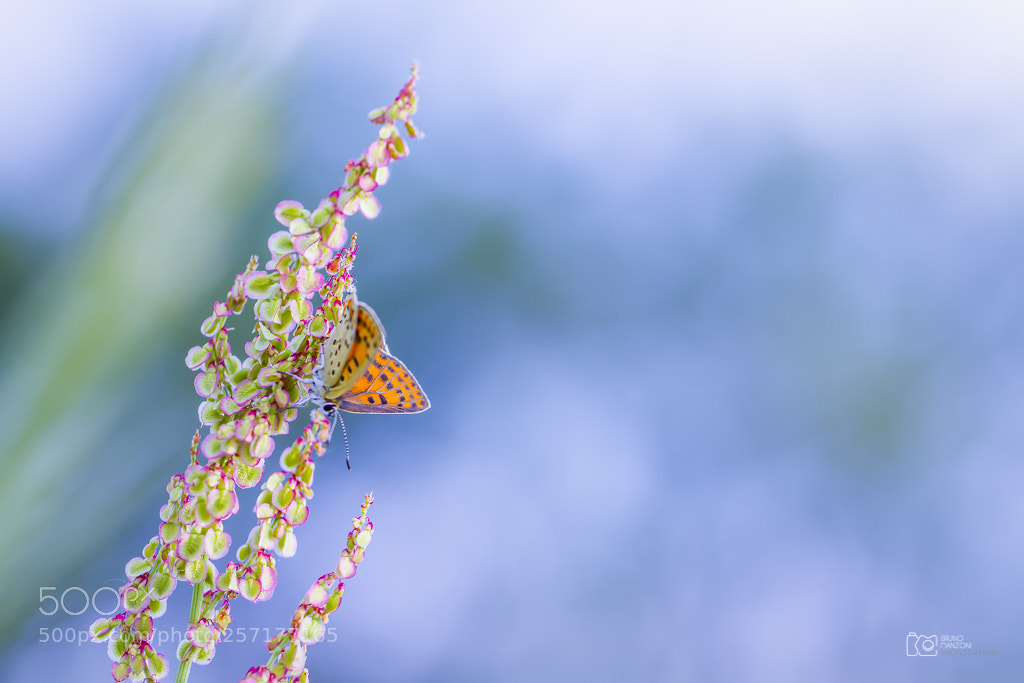 Canon EOS 7D sample photo. Butterfly petit nacré photography