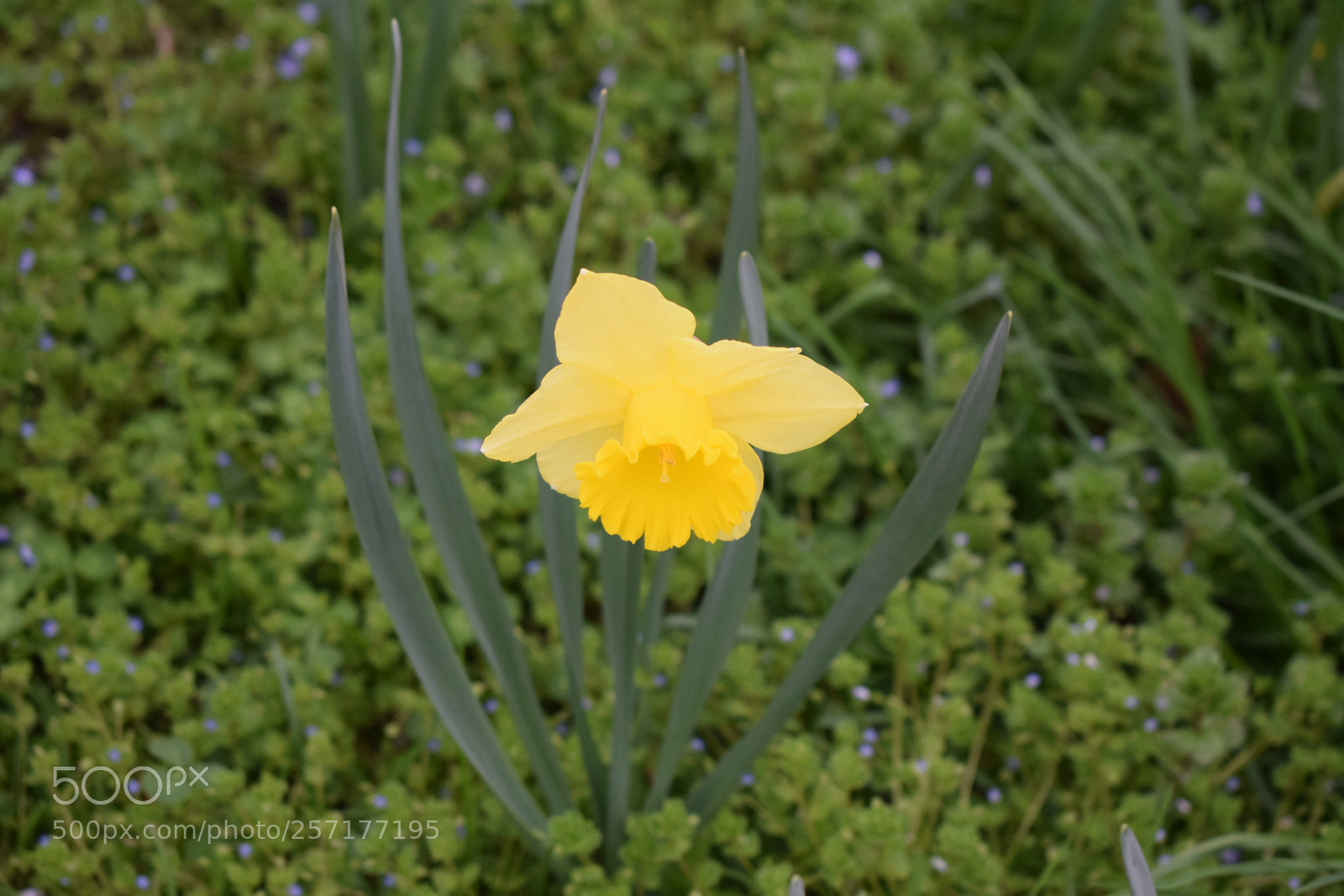 Nikon D5300 sample photo. Narcissus #2 photography