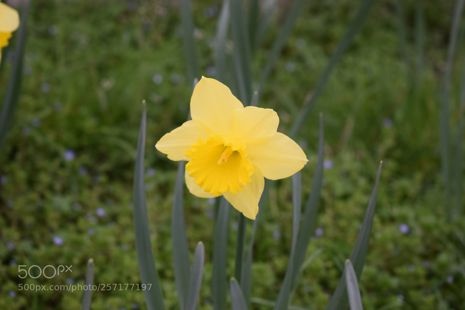 Nikon D5300 sample photo. Narcissus #1 photography