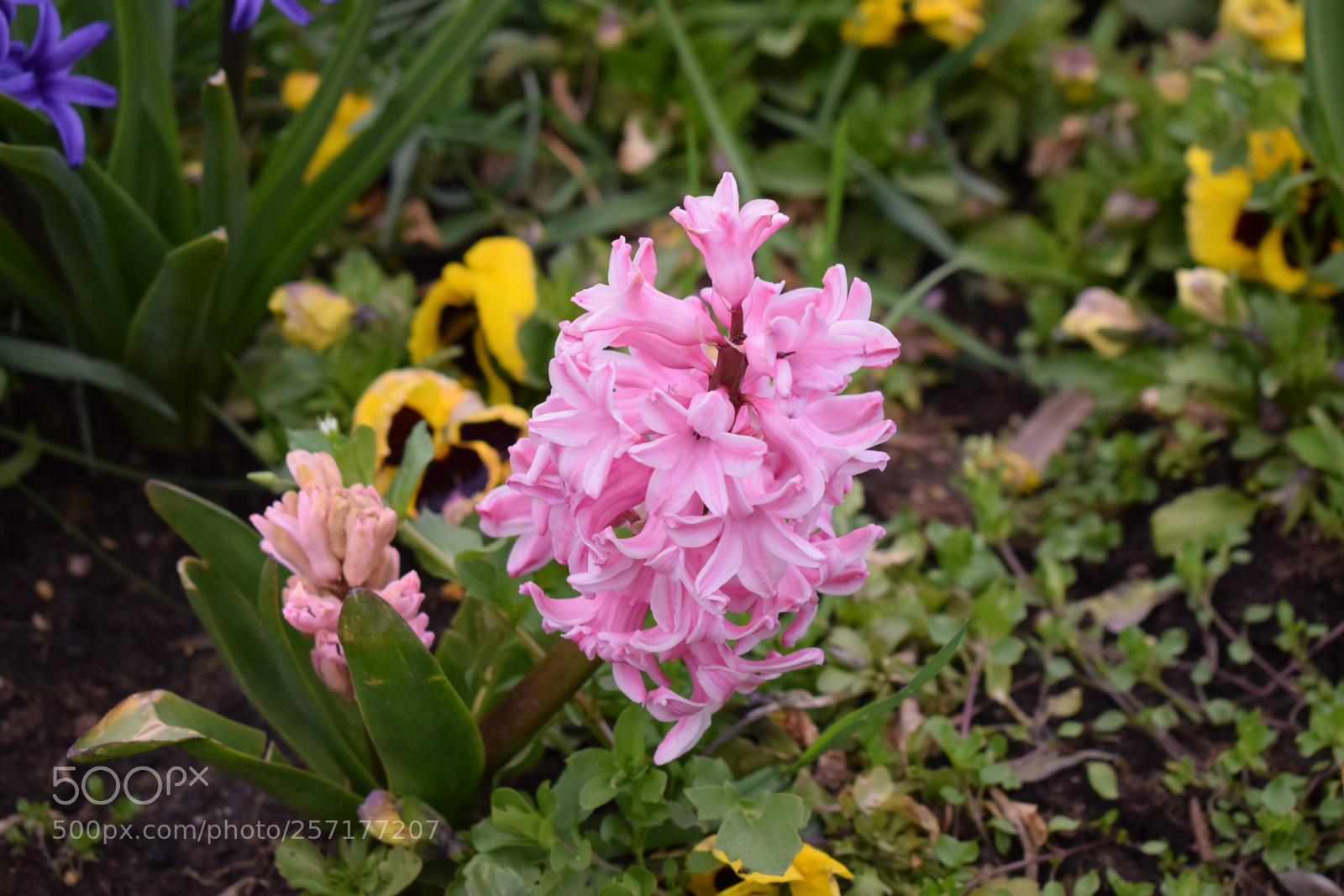 Nikon D5300 sample photo. Pink hyacinthus photography
