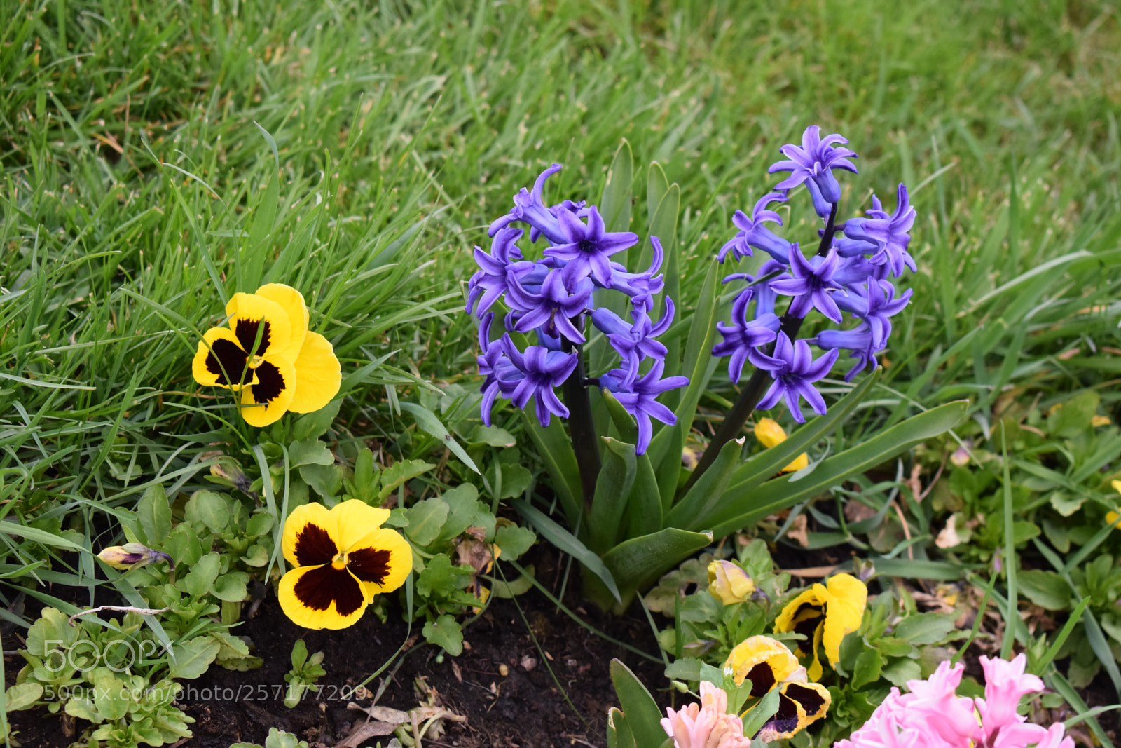 Nikon D5300 sample photo. Purple hyacinthus & pansy photography