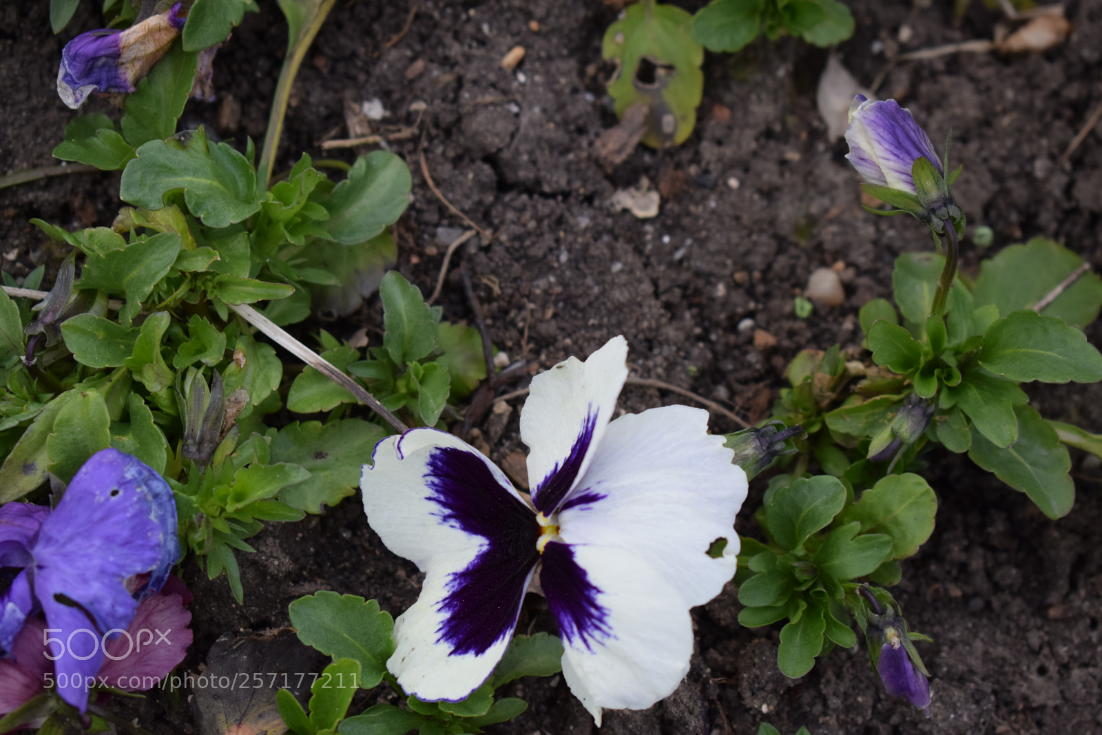 Nikon D5300 sample photo. Pansy photography