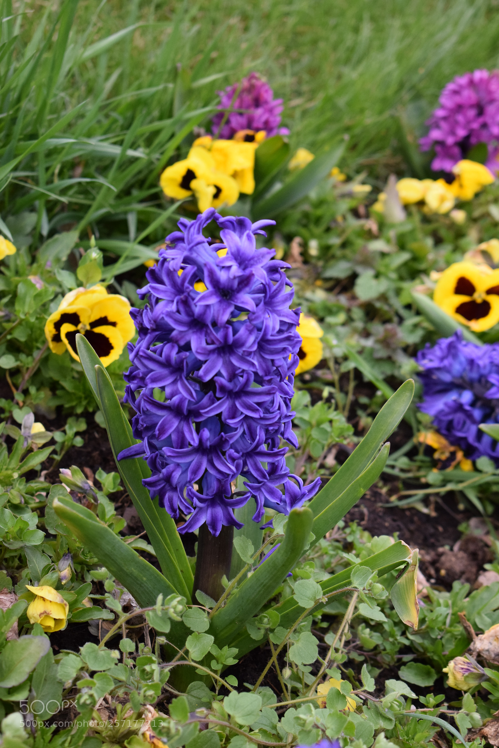 Nikon D5300 sample photo. Purple hyacinthus photography