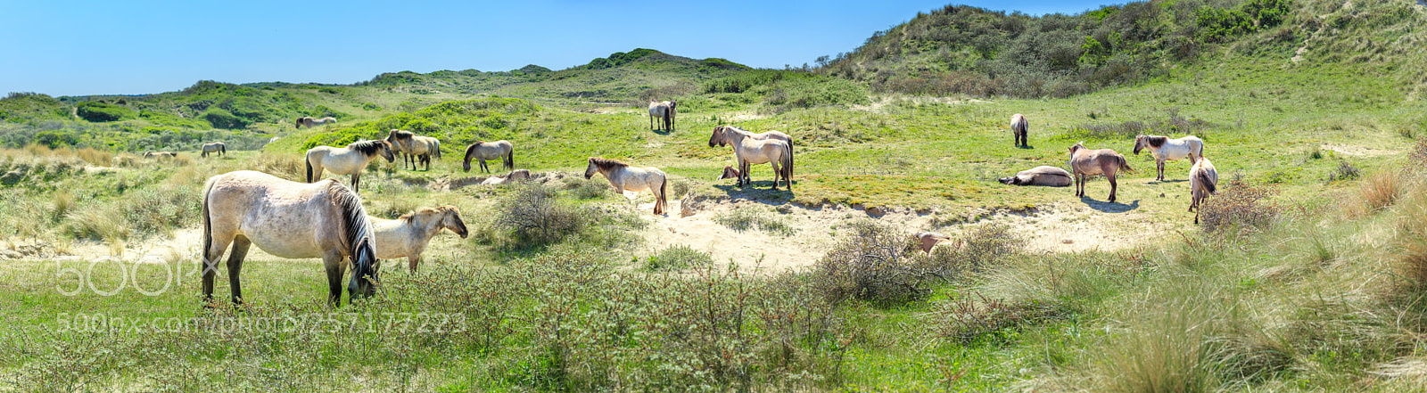 Canon EOS 6D sample photo. Konik ponies 草原上的骏马 photography