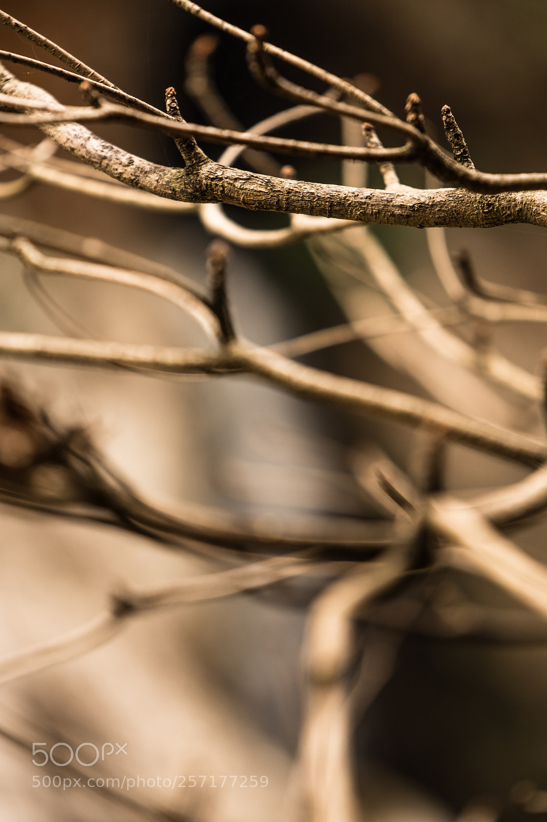 Nikon D7200 sample photo. Branch photography