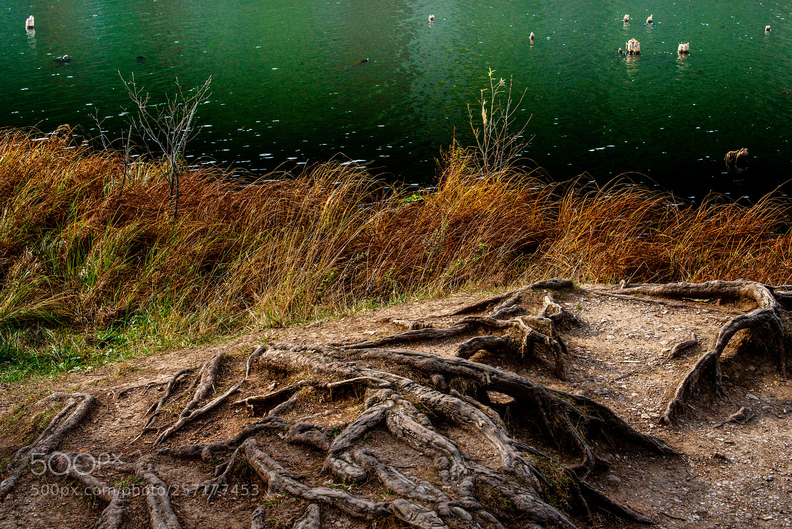 Nikon D800 sample photo. Roots photography