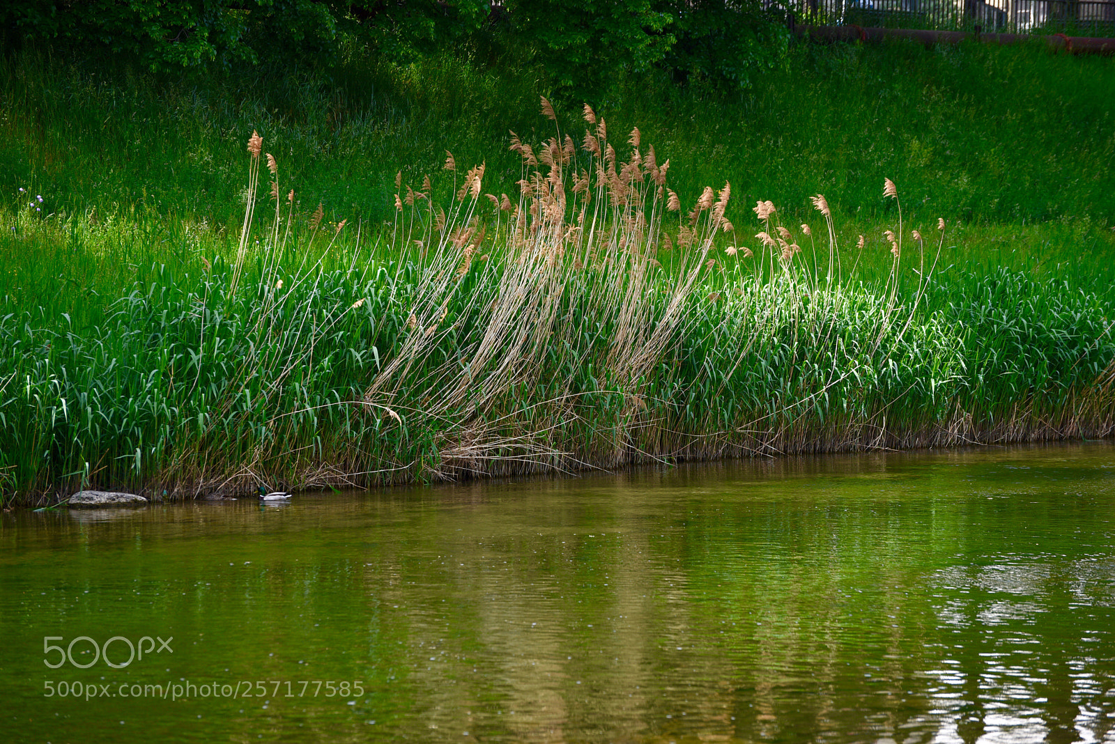 Nikon D750 sample photo. Untitled photography