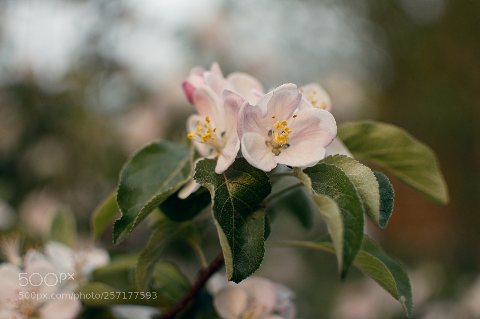 Nikon D5500 sample photo. Untitled photography