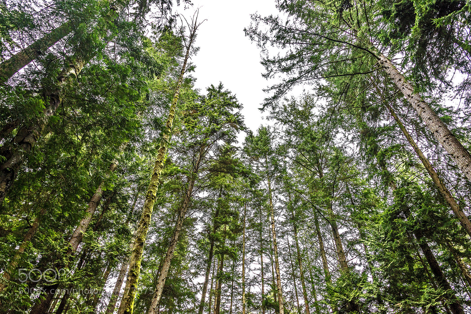 Nikon D610 sample photo. Urban forest photography