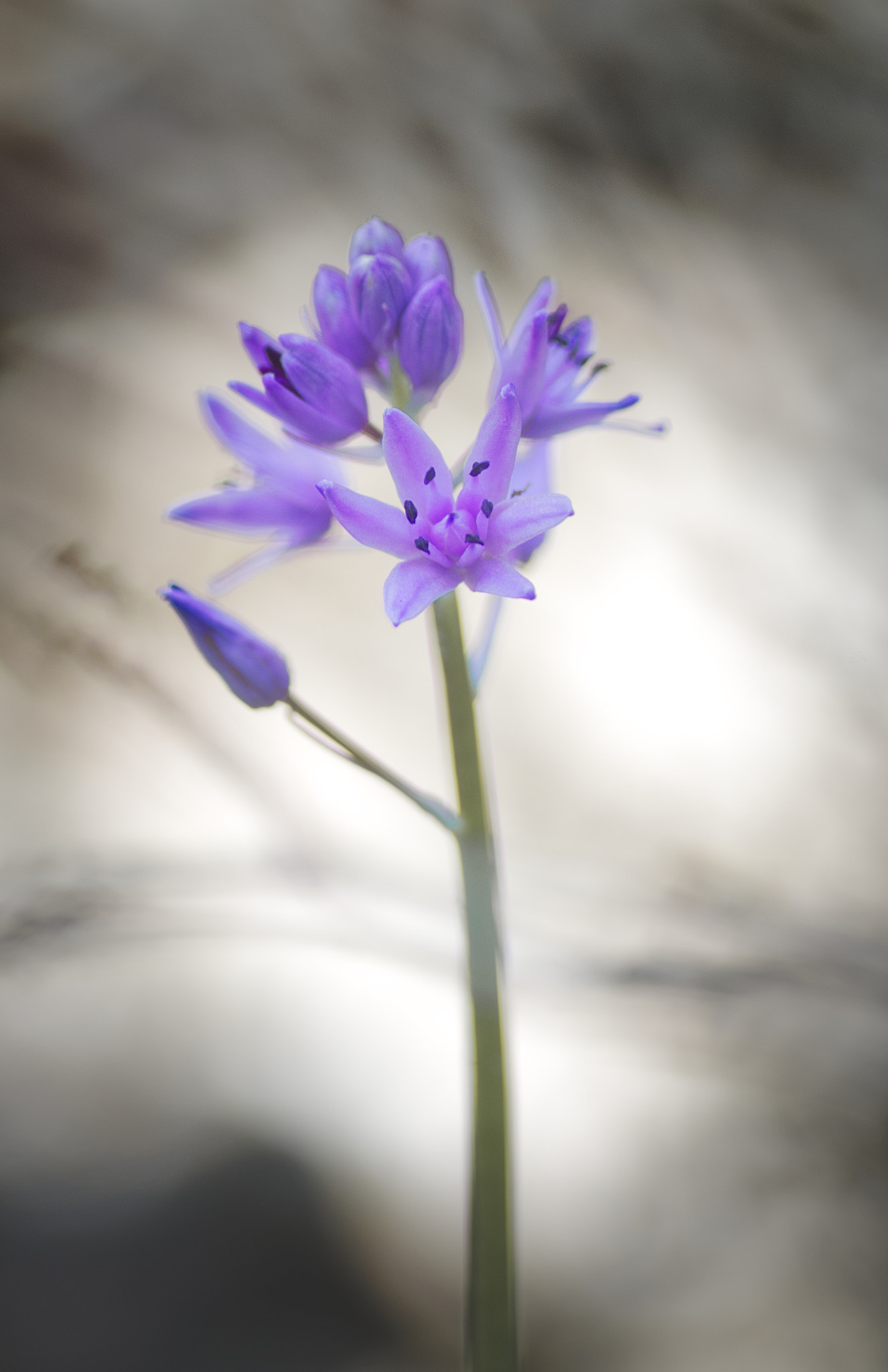 Pentax K-5 + Tamron SP AF 90mm F2.8 Di Macro sample photo. Purple photography