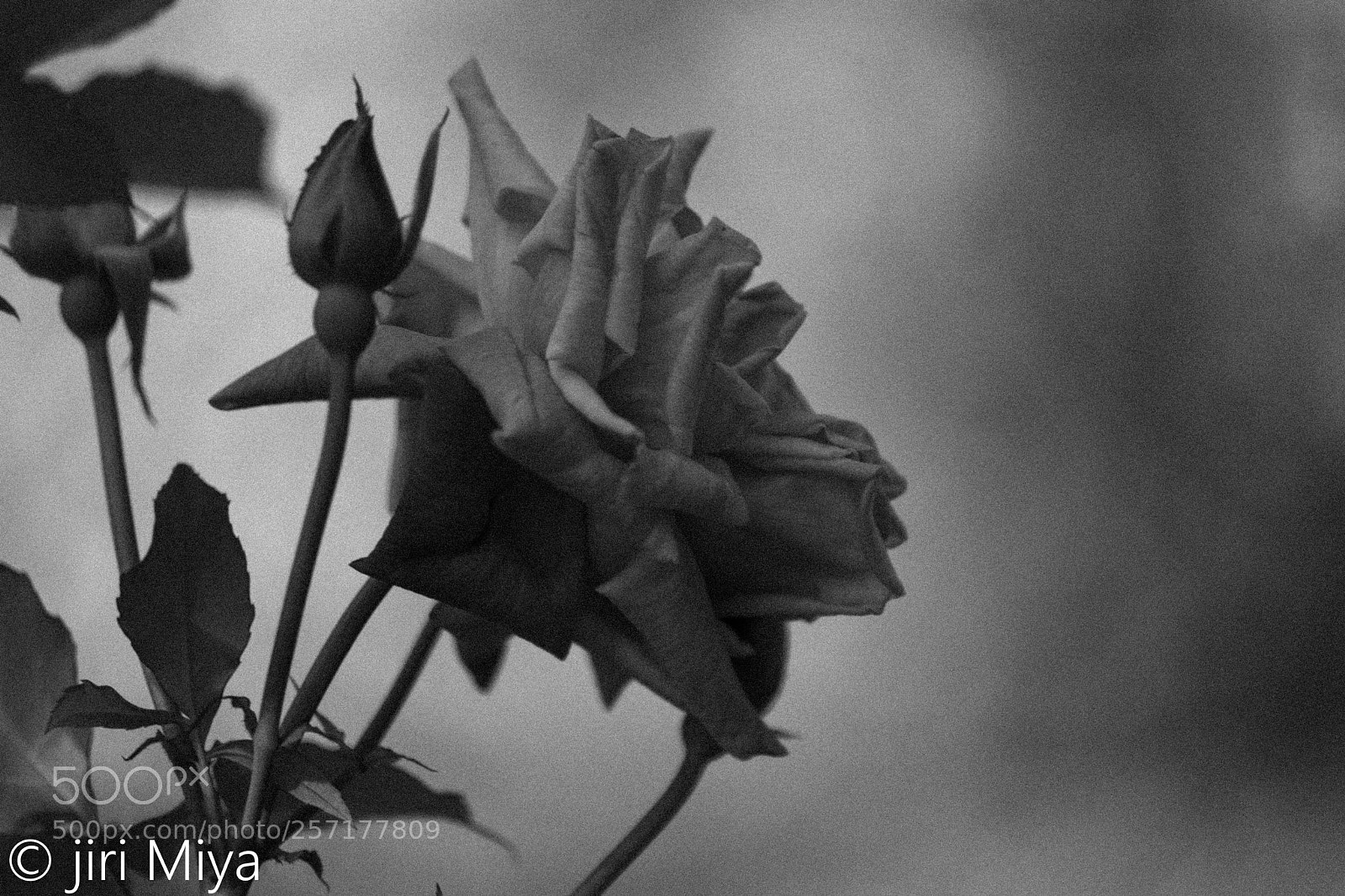 Canon EOS 5D Mark II sample photo. Graininess photography