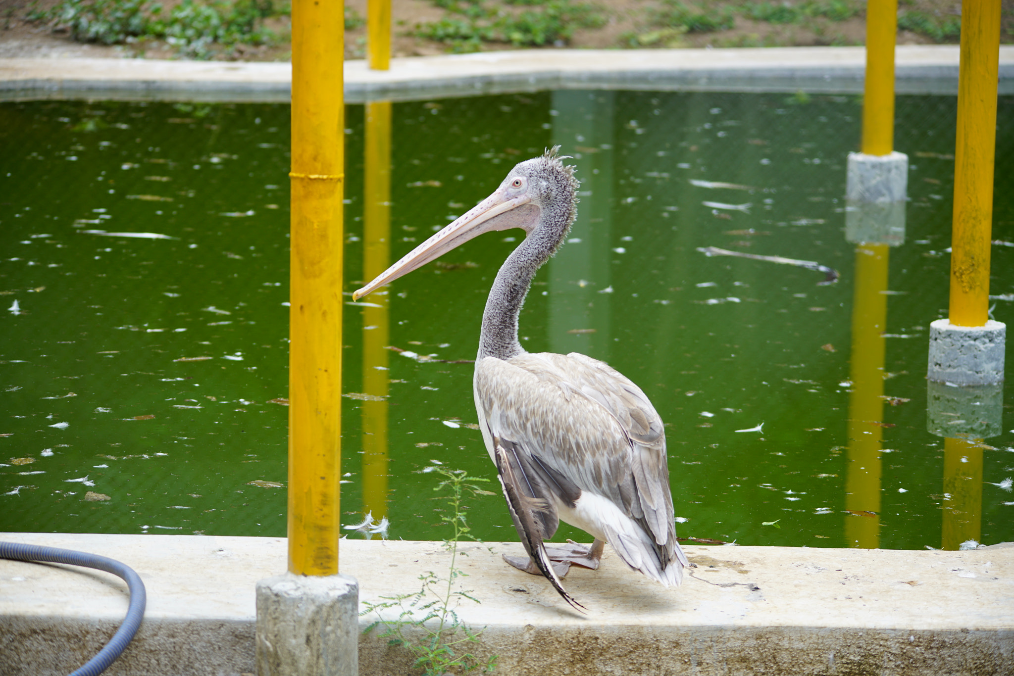 Sigma 150-500mm F5-6.3 DG OS HSM sample photo. Kurumbapatty zoo () photography