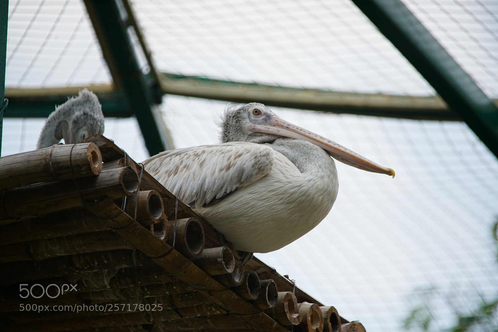 Sony a7R II sample photo. Kurumbapatty zoo () photography