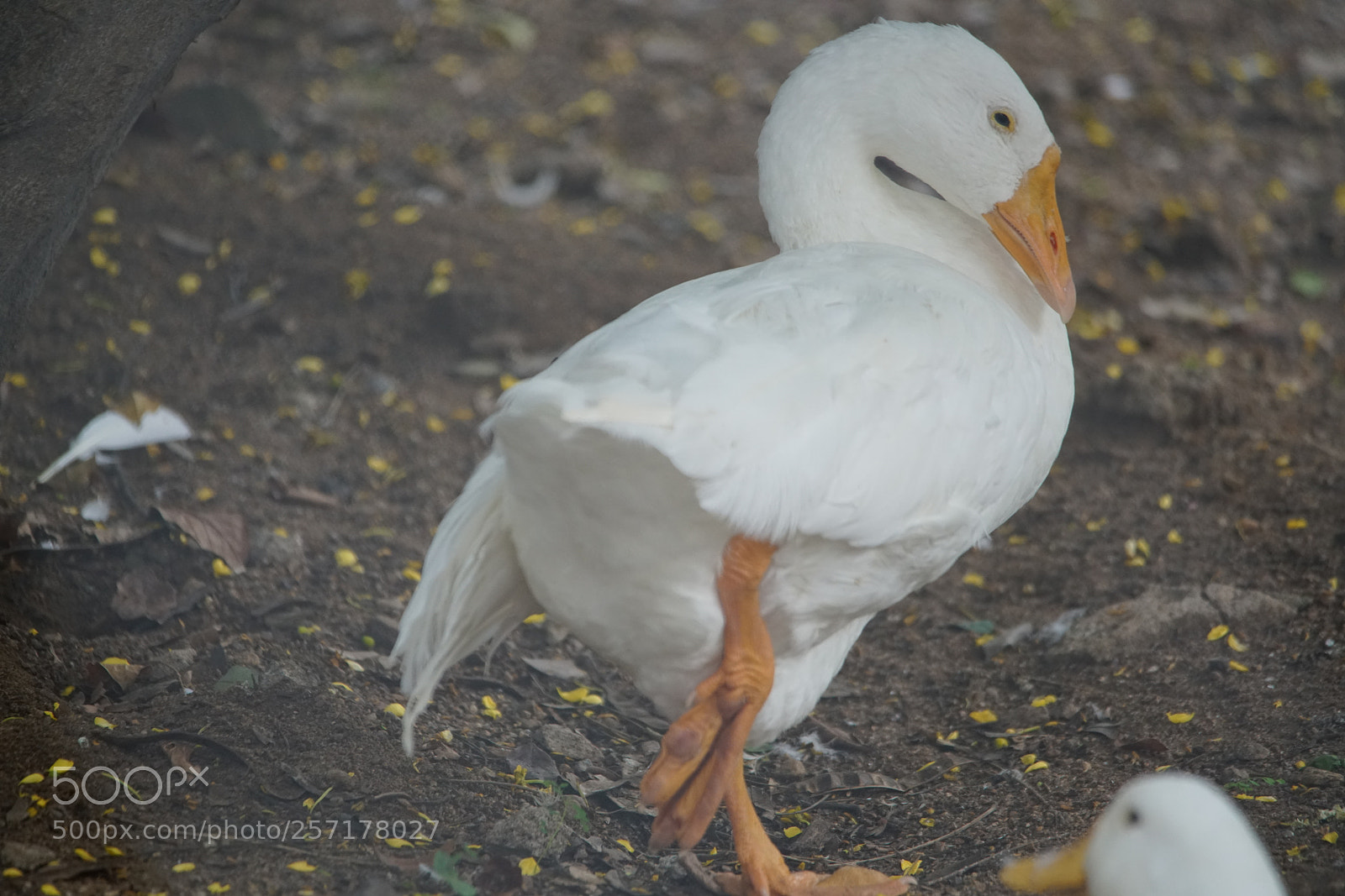 Sony a7R II sample photo. Kurumbapatty zoo () photography