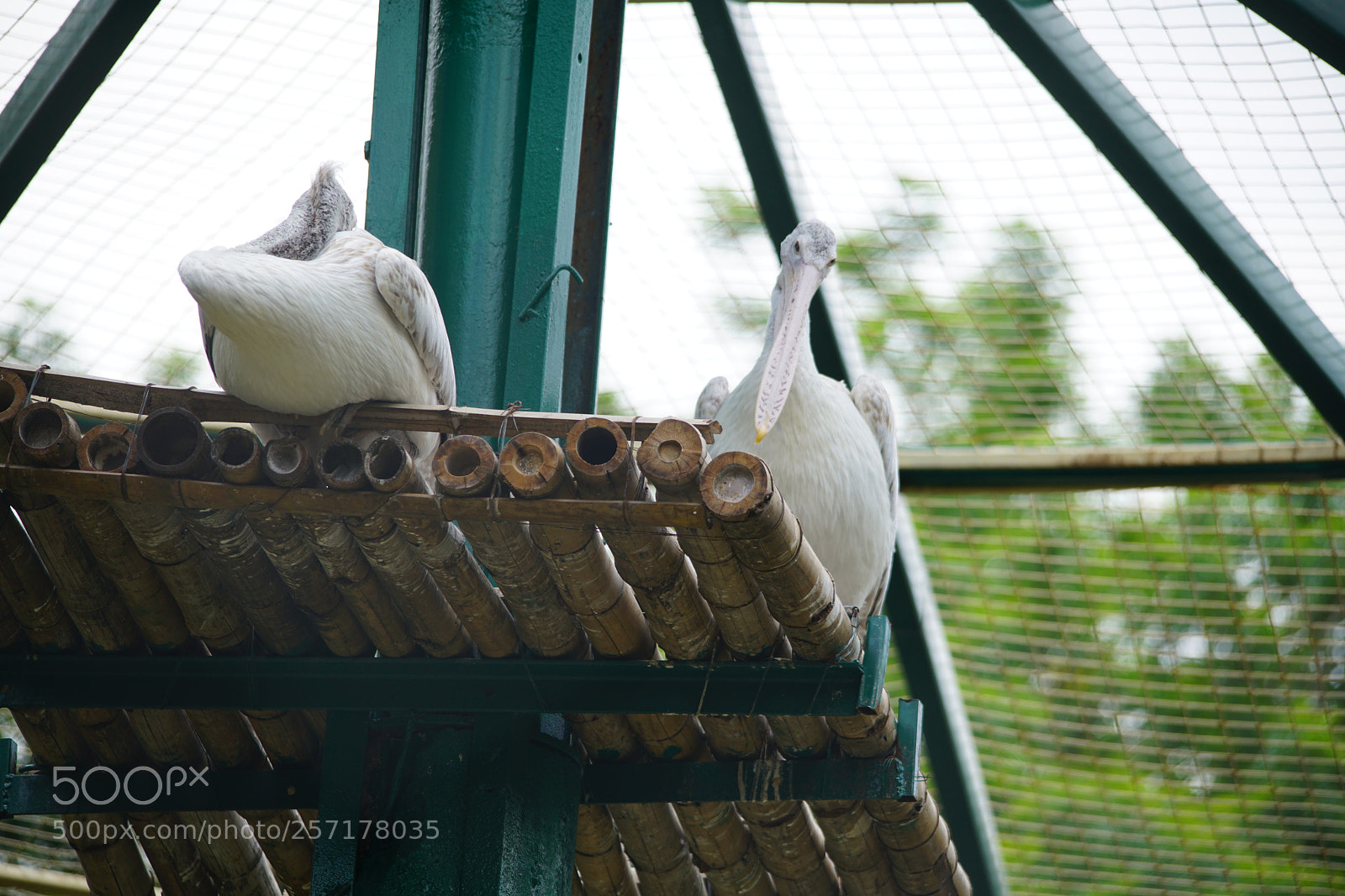 Sony a7R II sample photo. Kurumbapatty zoo () photography