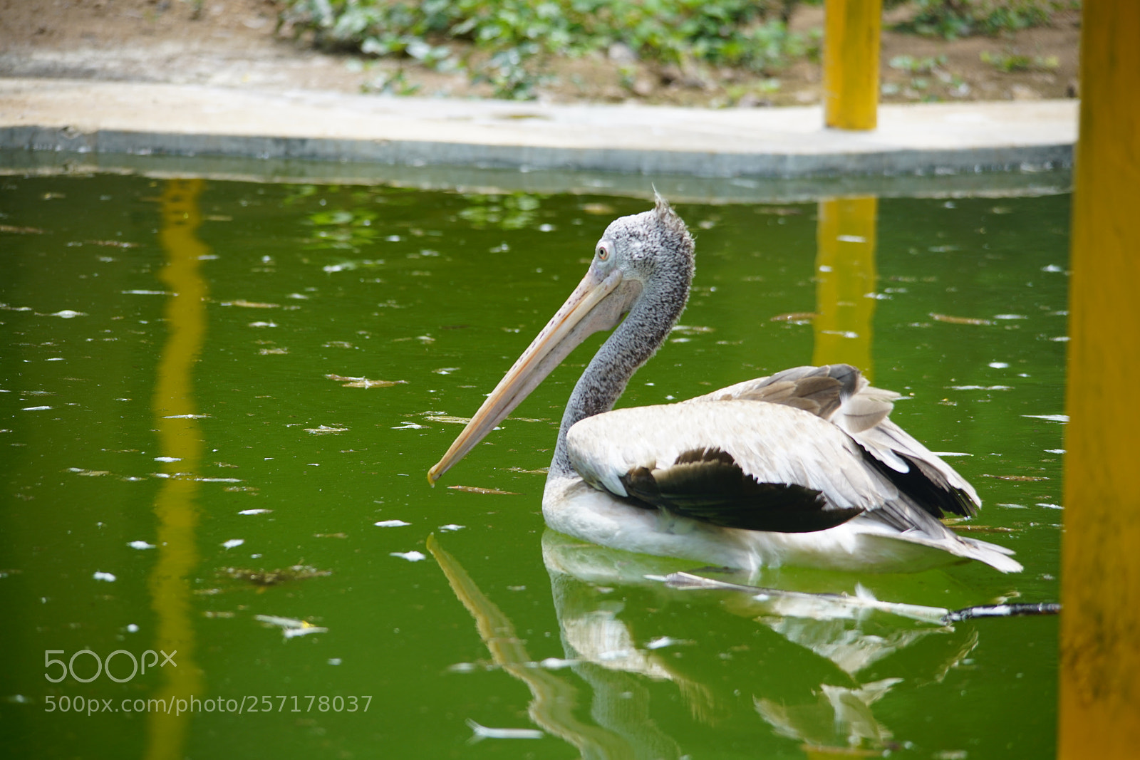 Sony a7R II sample photo. Kurumbapatty zoo () photography