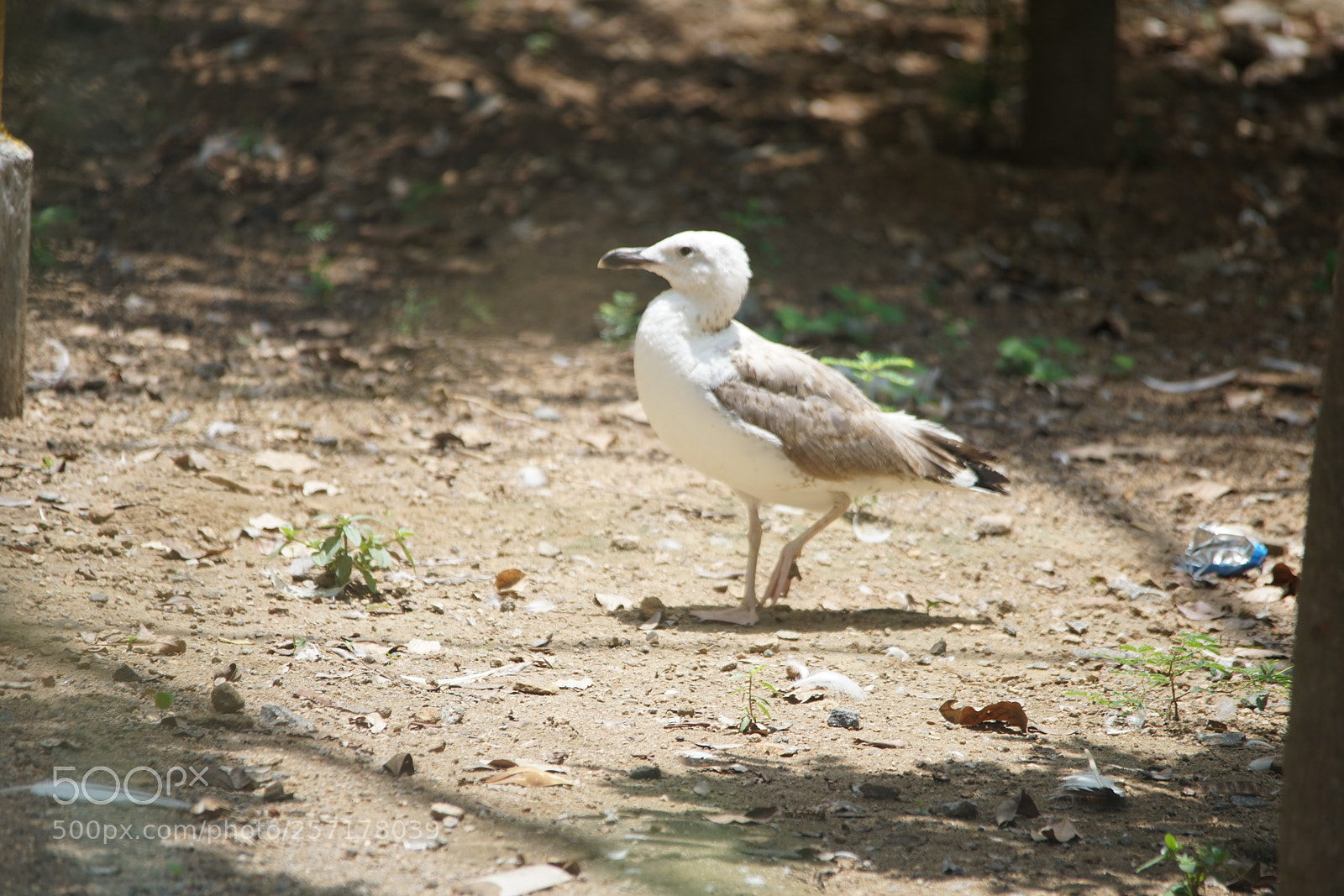 Sony a7R II sample photo. Kurumbapatty zoo () photography