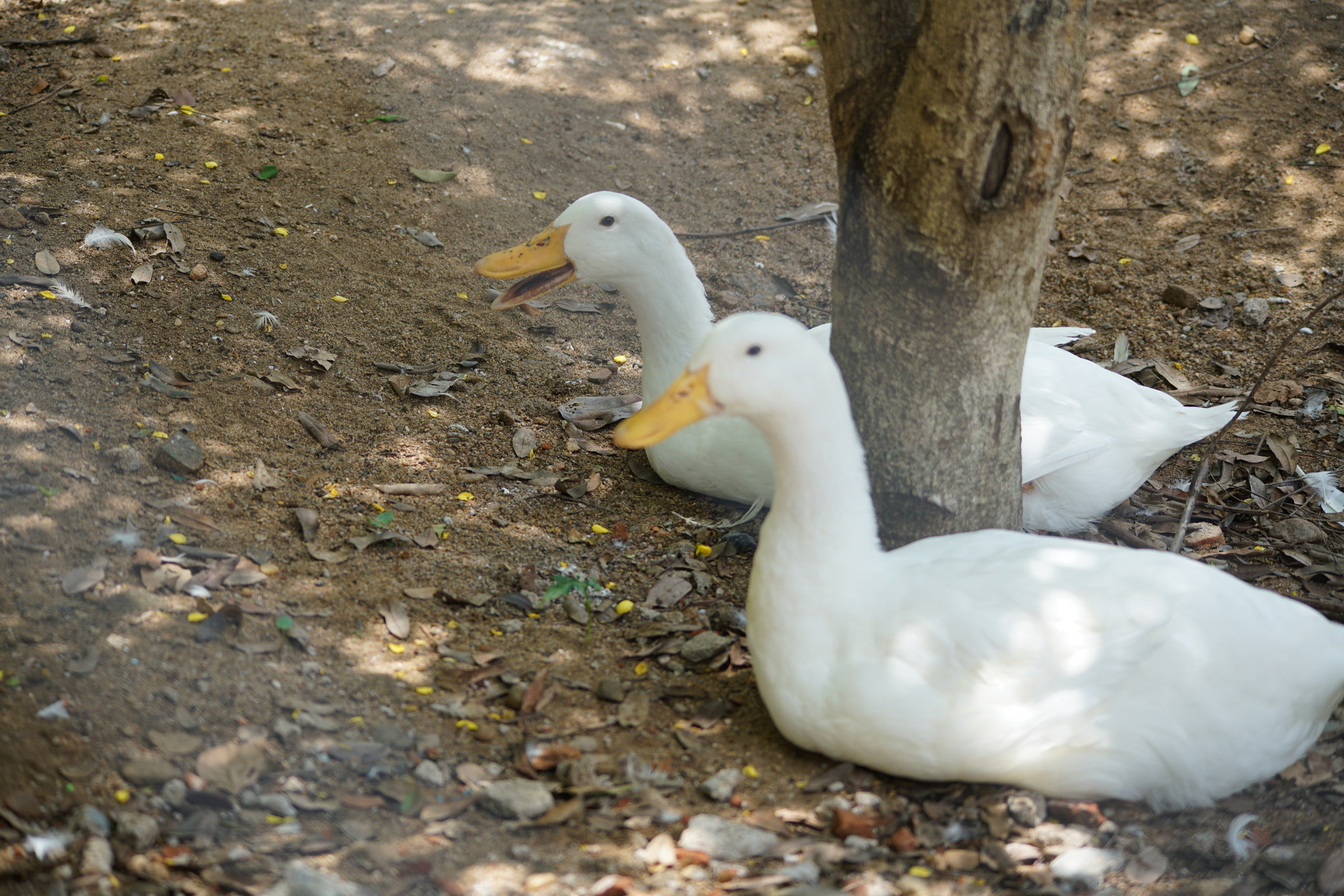 Sigma 150-500mm F5-6.3 DG OS HSM sample photo. Kurumbapatty zoo () photography