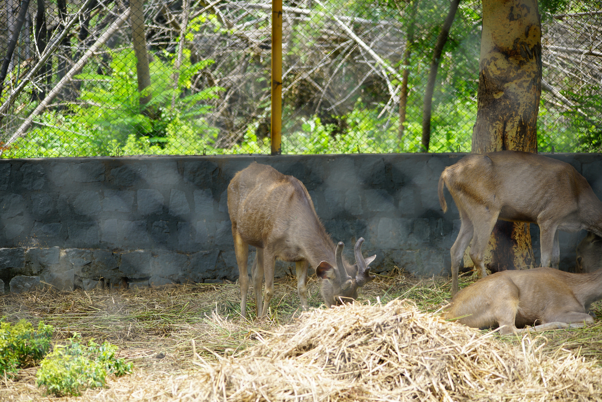 Sony a7R II sample photo. Kurumbapatty zoo () photography