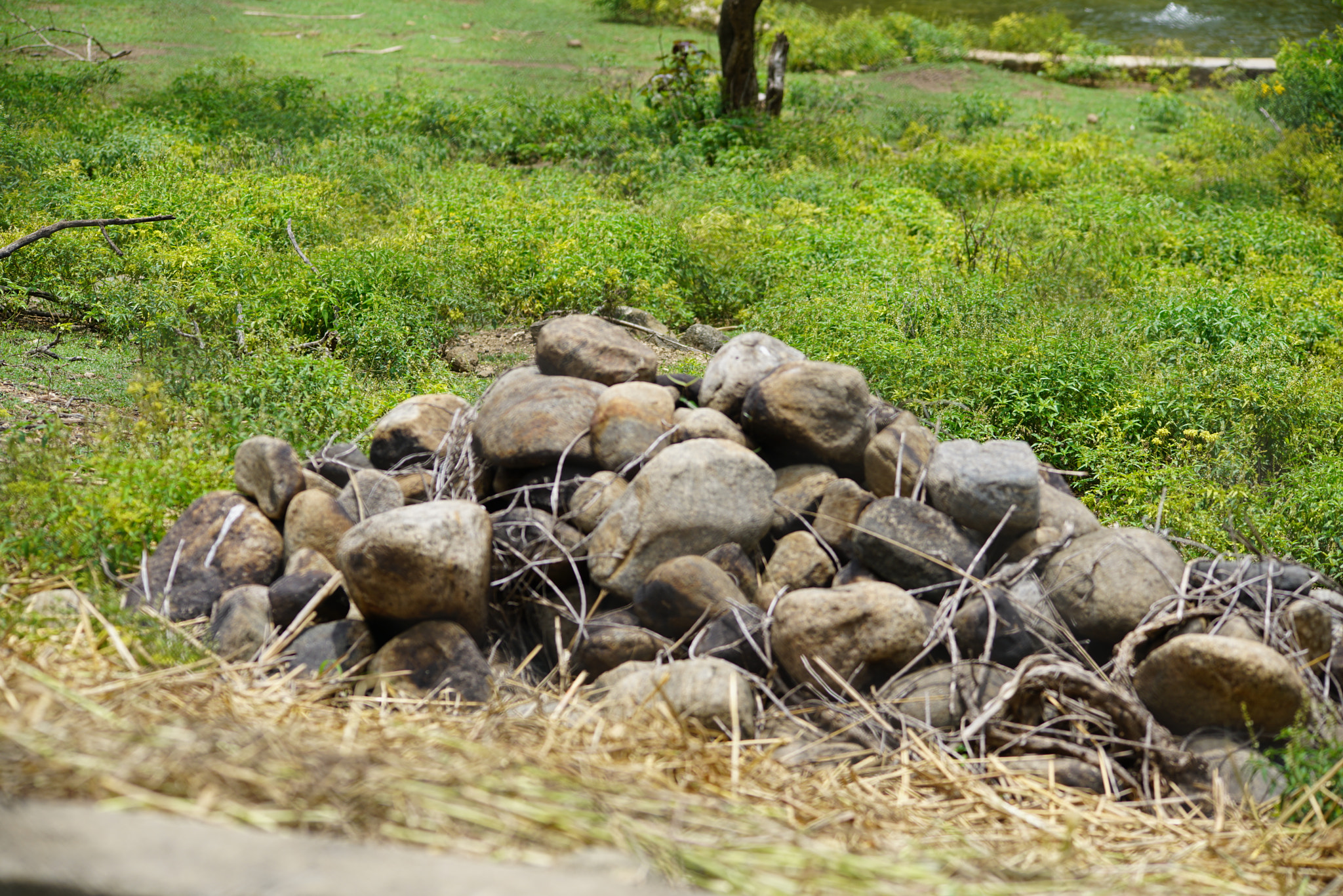 Sony a7R II + Sigma 150-500mm F5-6.3 DG OS HSM sample photo. Kurumbapatty zoo () photography