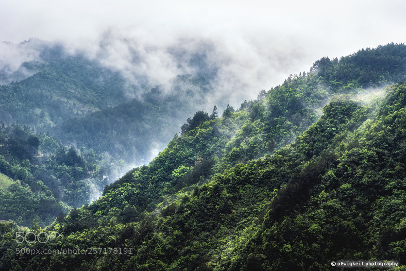 Nikon D750 sample photo. Deep forest photography