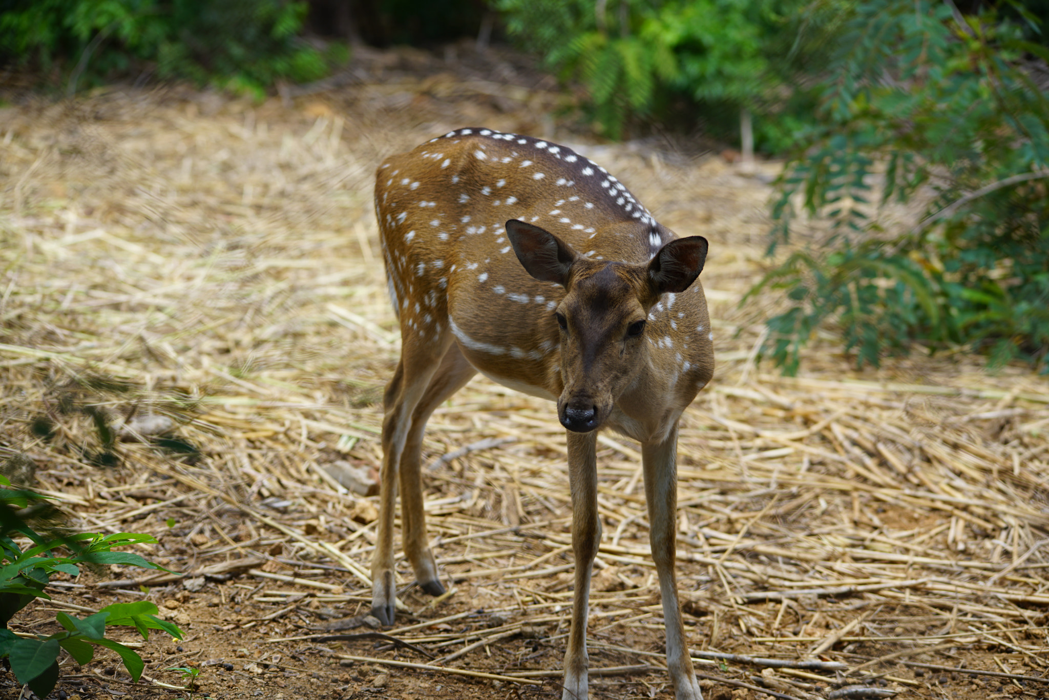 Sony a7R II + Sigma 150-500mm F5-6.3 DG OS HSM sample photo. Kurumbapatty zoo () photography