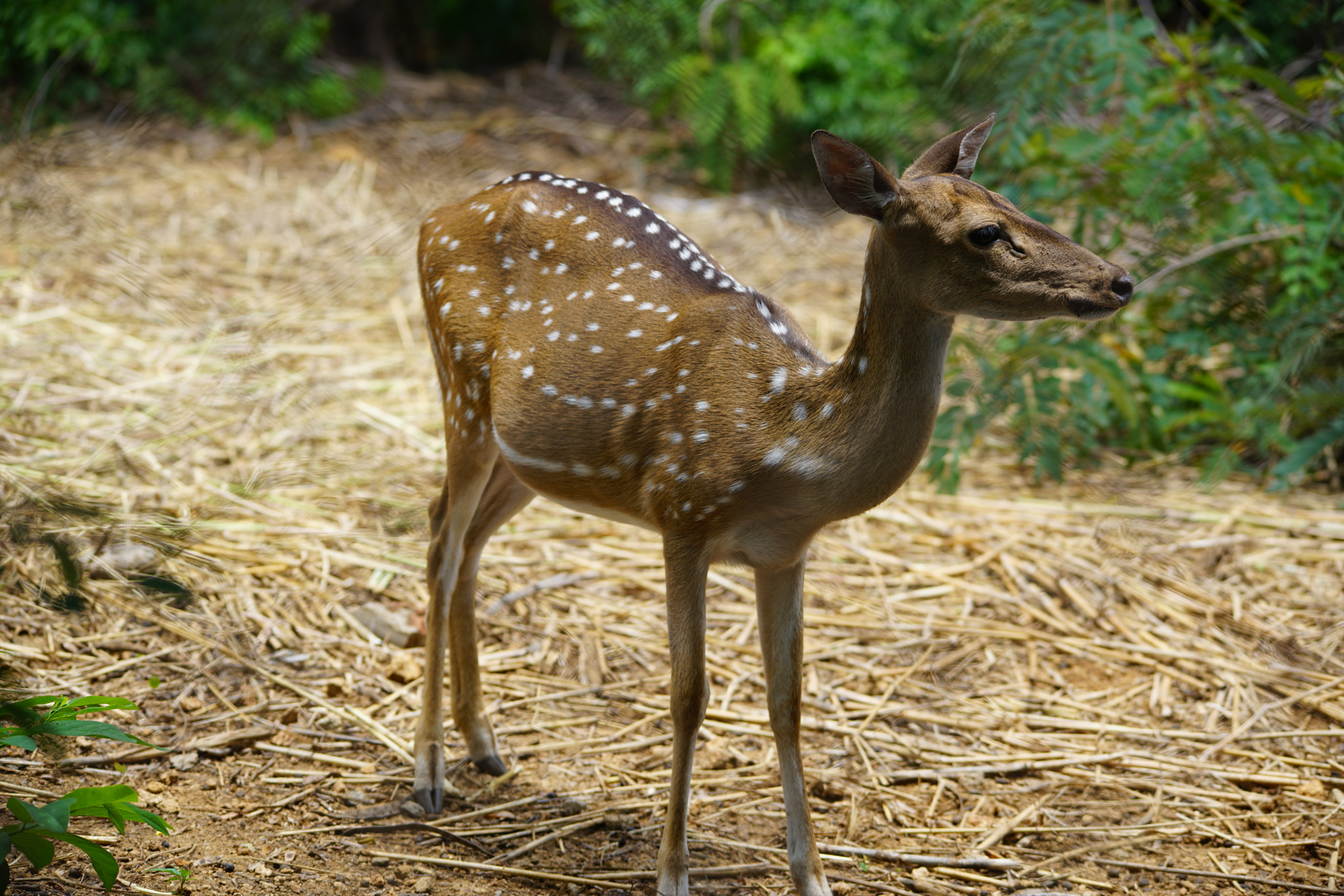 Sony a7R II + Sigma 150-500mm F5-6.3 DG OS HSM sample photo. Kurumbapatty zoo () photography