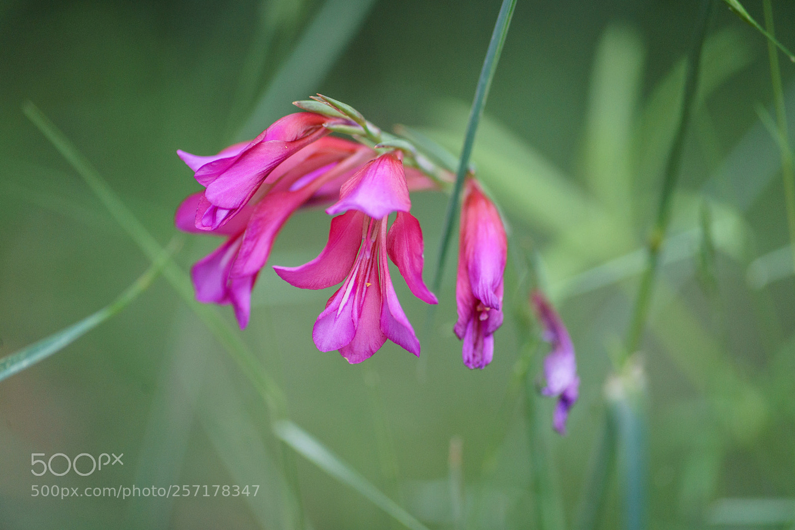 Sony a7 II sample photo. Pink and green photography