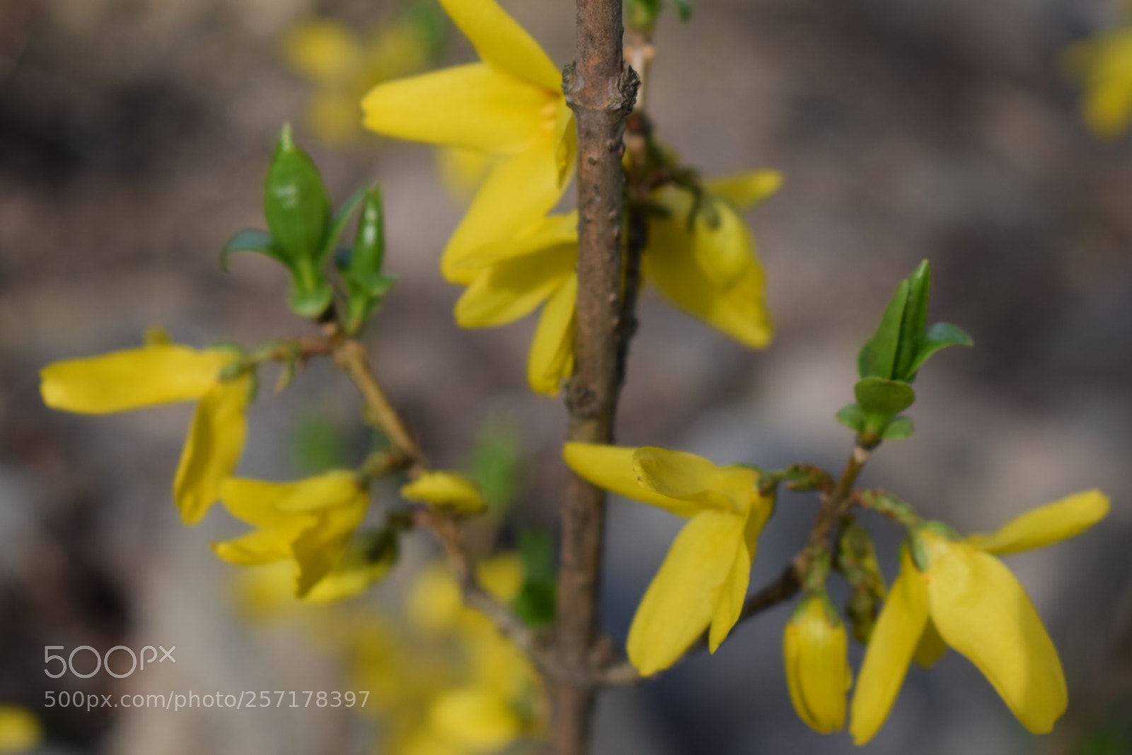 Nikon D5300 sample photo. Natural pictures #stock photography