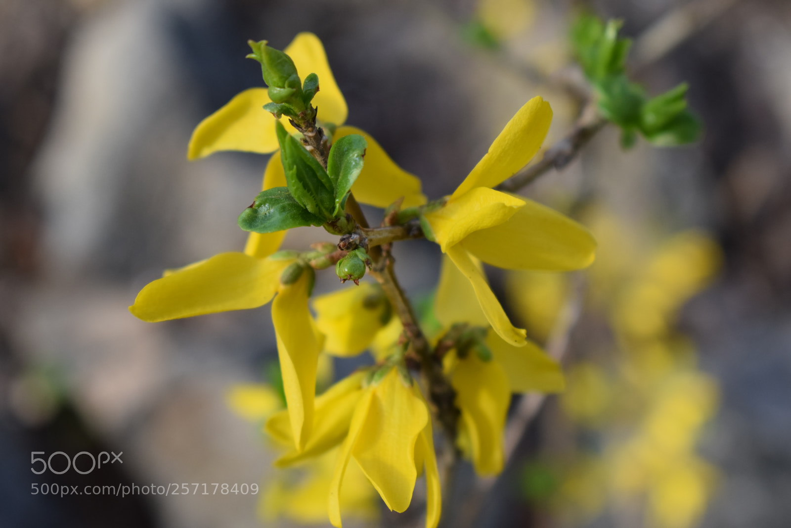 Nikon D5300 sample photo. Natural pictures #stock photography