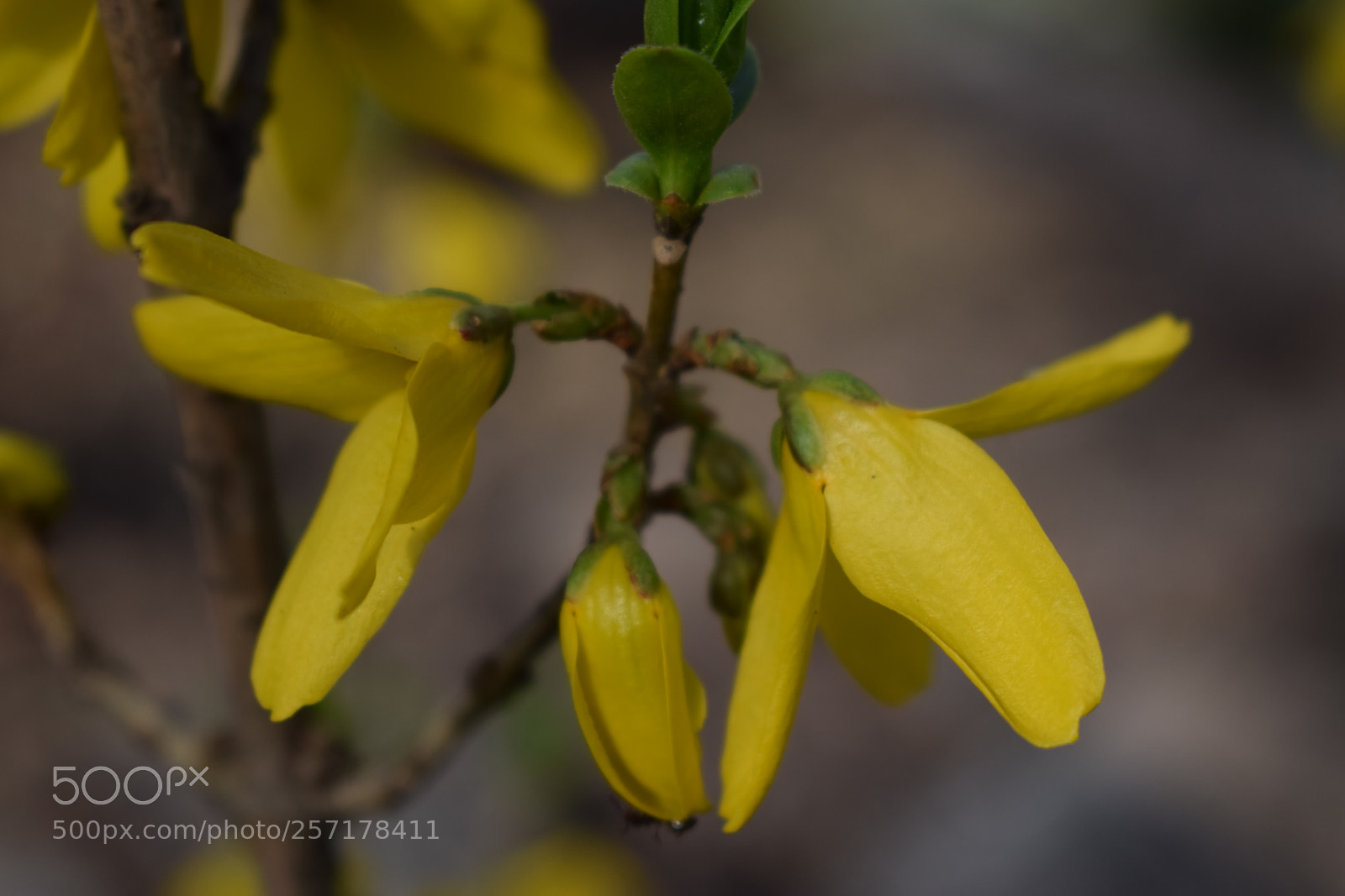 Nikon D5300 sample photo. Natural pictures #stock photography