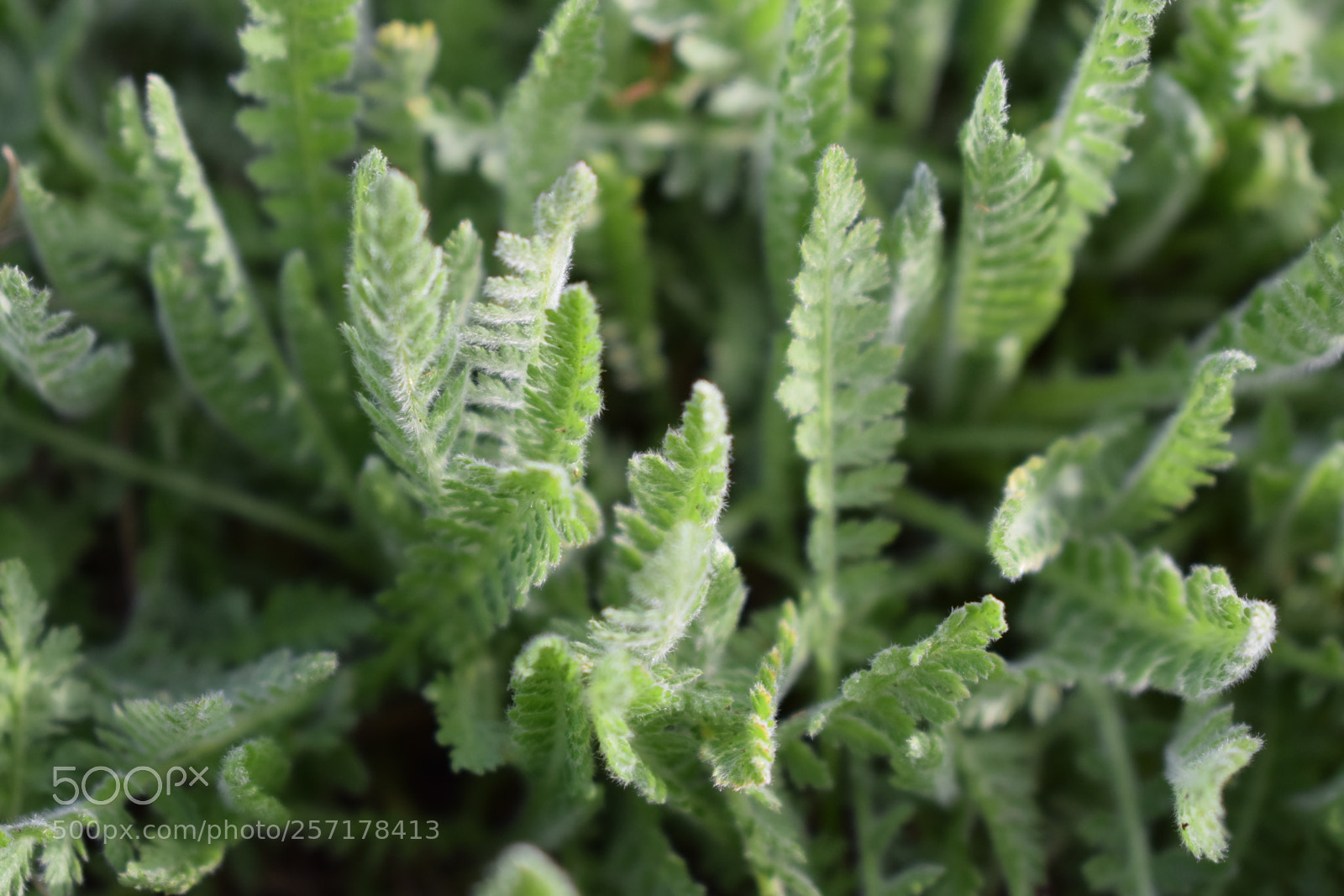 Nikon D5300 sample photo. Natural pictures #stock photography