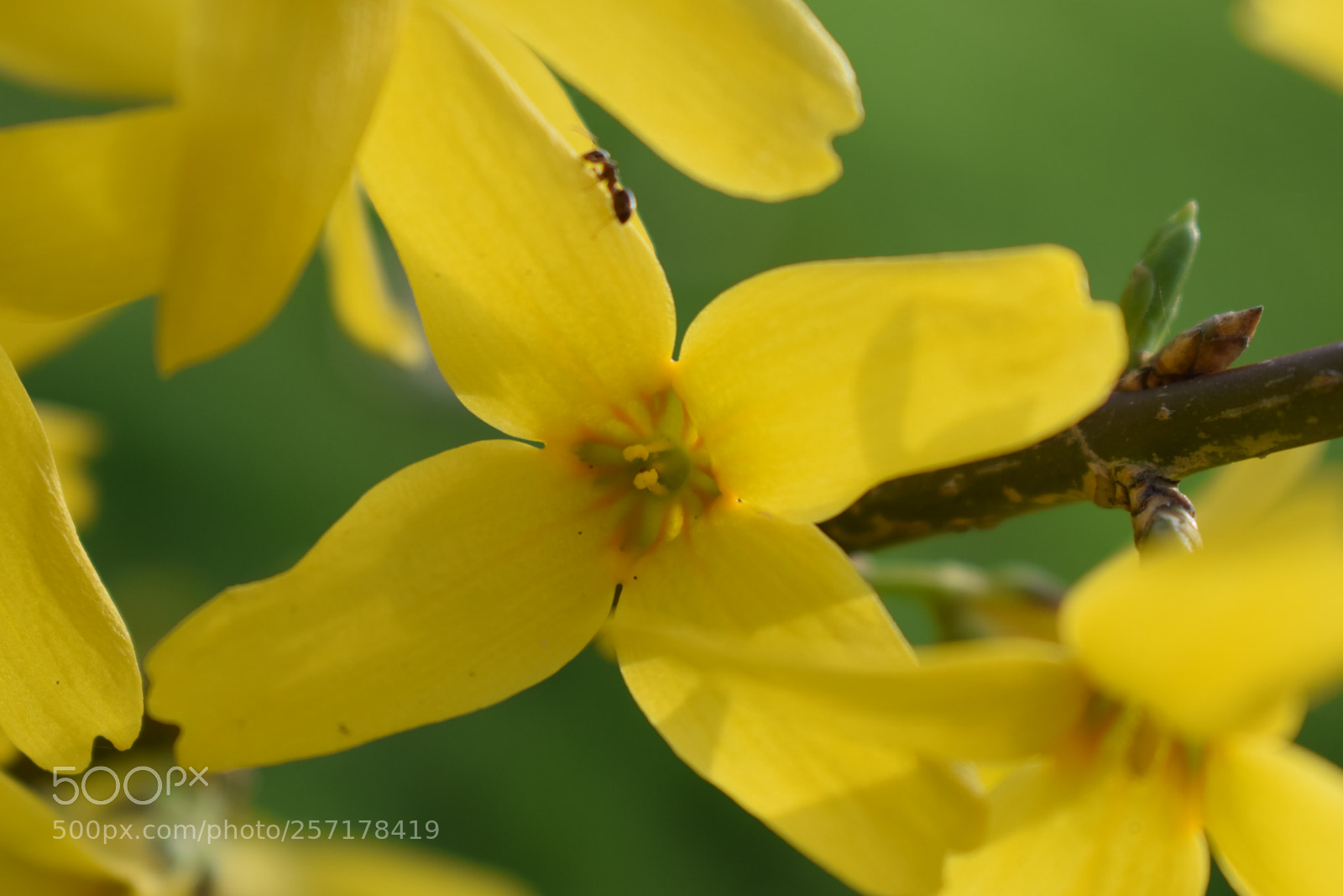 Nikon D5300 sample photo. Natural pictures #stock photography